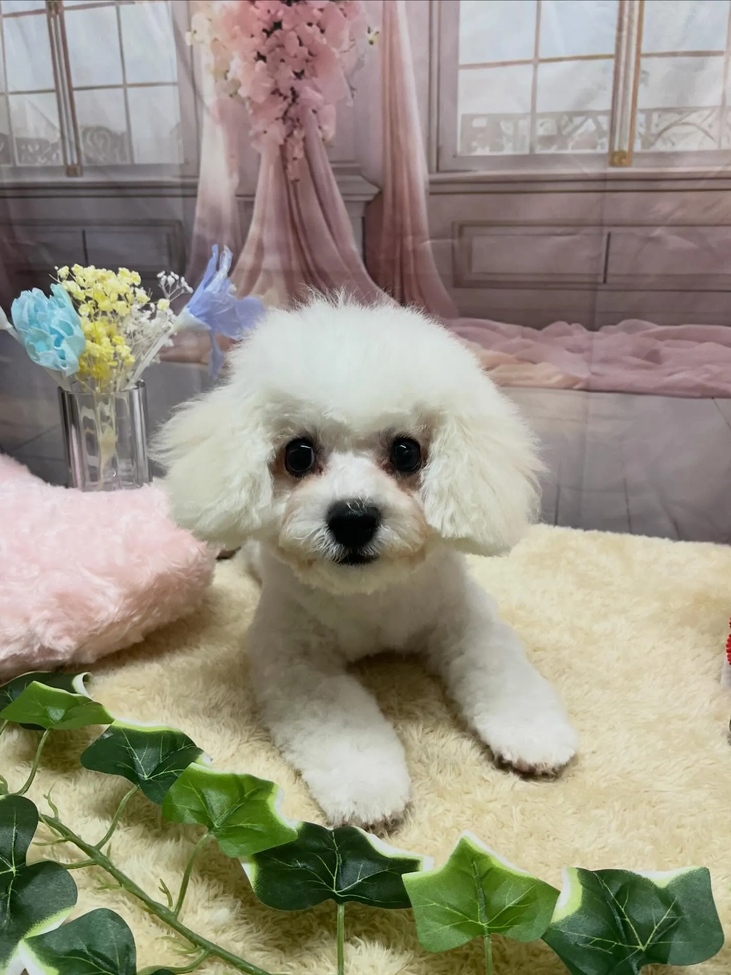 🍃3/31のトリミング🍃ビジョンフリーゼ🐶｜名東区・千種区・...