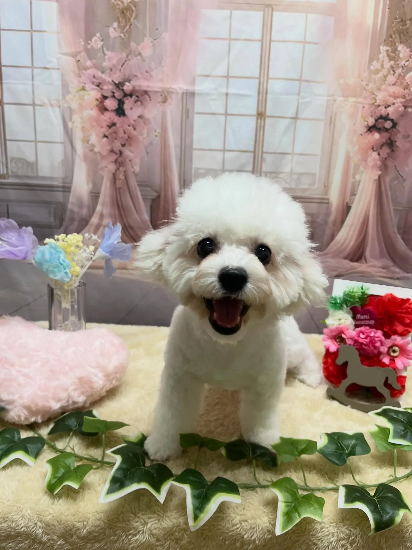 🍃3/31のトリミング🍃ビジョンフリーゼ🐶｜名東区・千種区・...