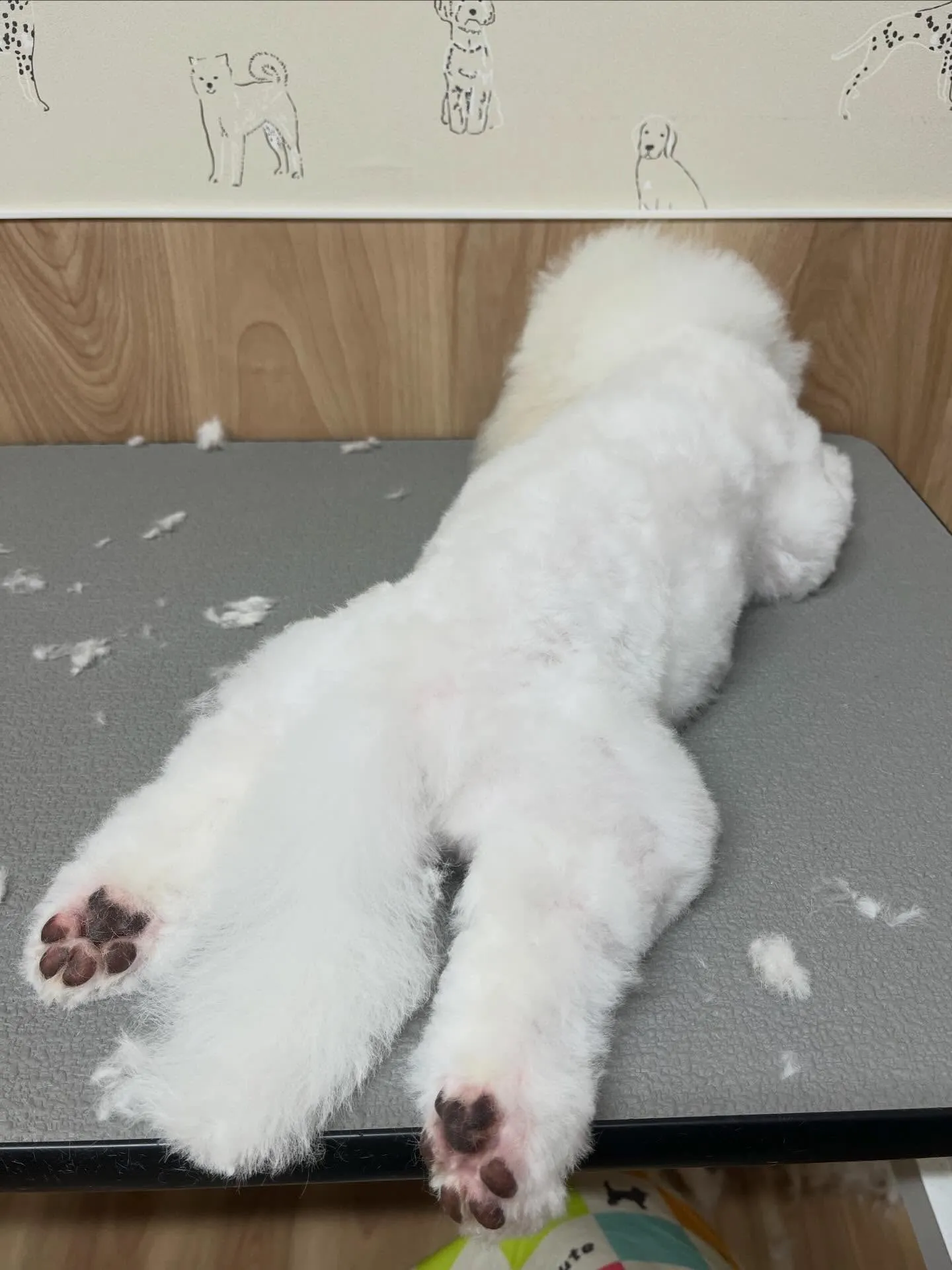 🍃3/31のトリミング🍃ビジョンフリーゼ🐶｜名東区・千種区・...