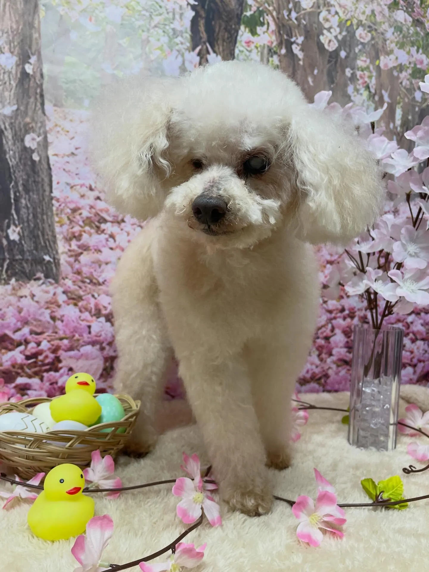 🍃4/1のトリミング🍃プードル🐶｜名東区・千種区・守山区の動...