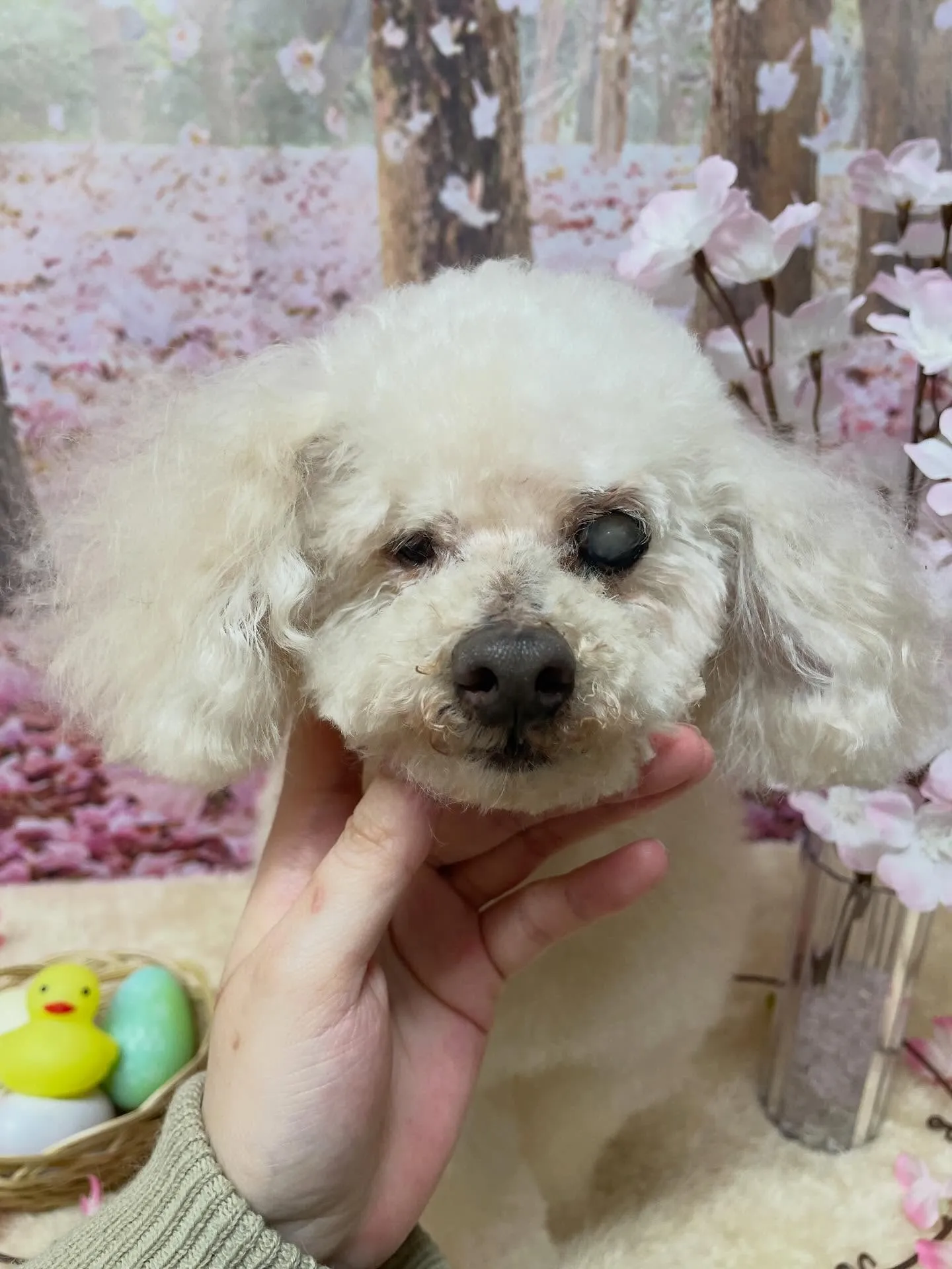 🍃4/1のトリミング🍃プードル🐶｜名東区・千種区・守山区の動...