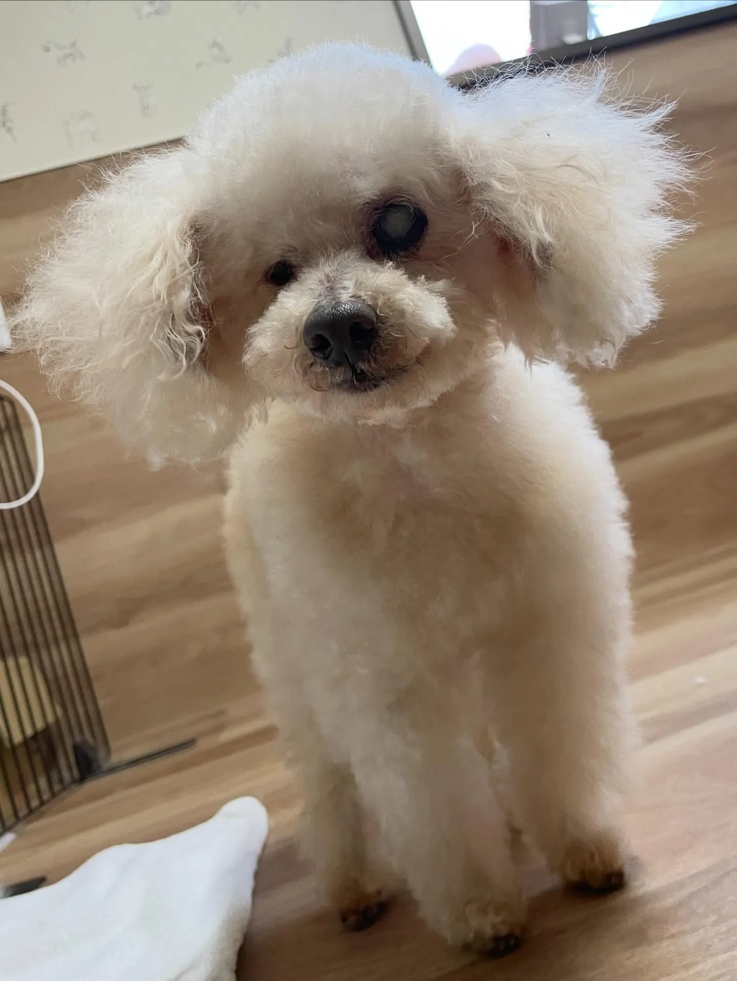 🍃4/1のトリミング🍃プードル🐶｜名東区・千種区・守山区の動...