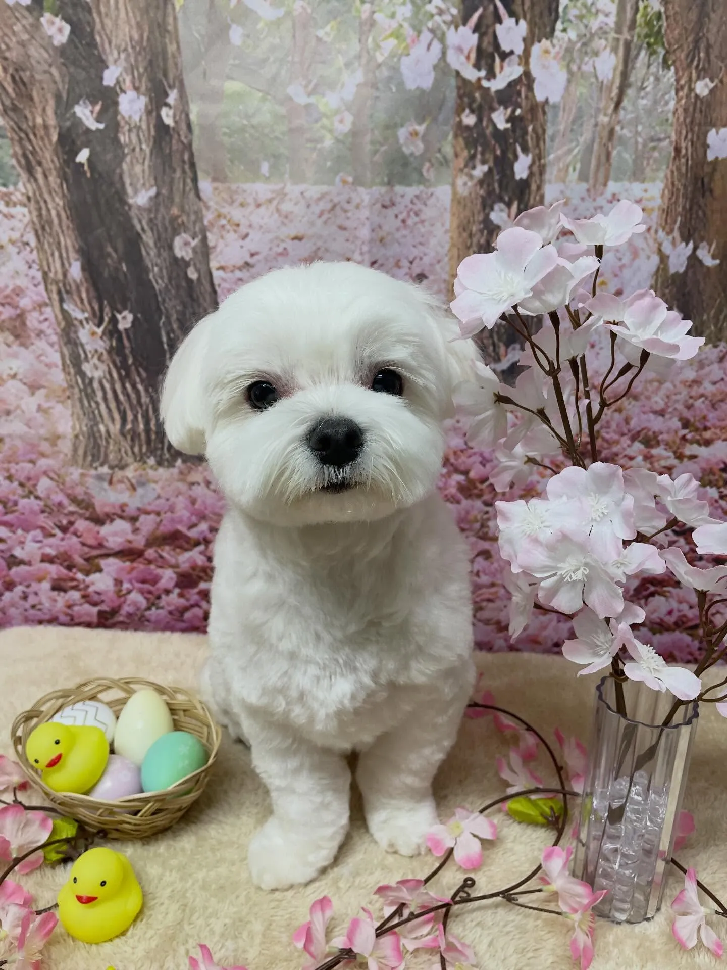 🍃4/1のトリミング🍃マルチーズ🐶｜名東区・千種区・守山区の...