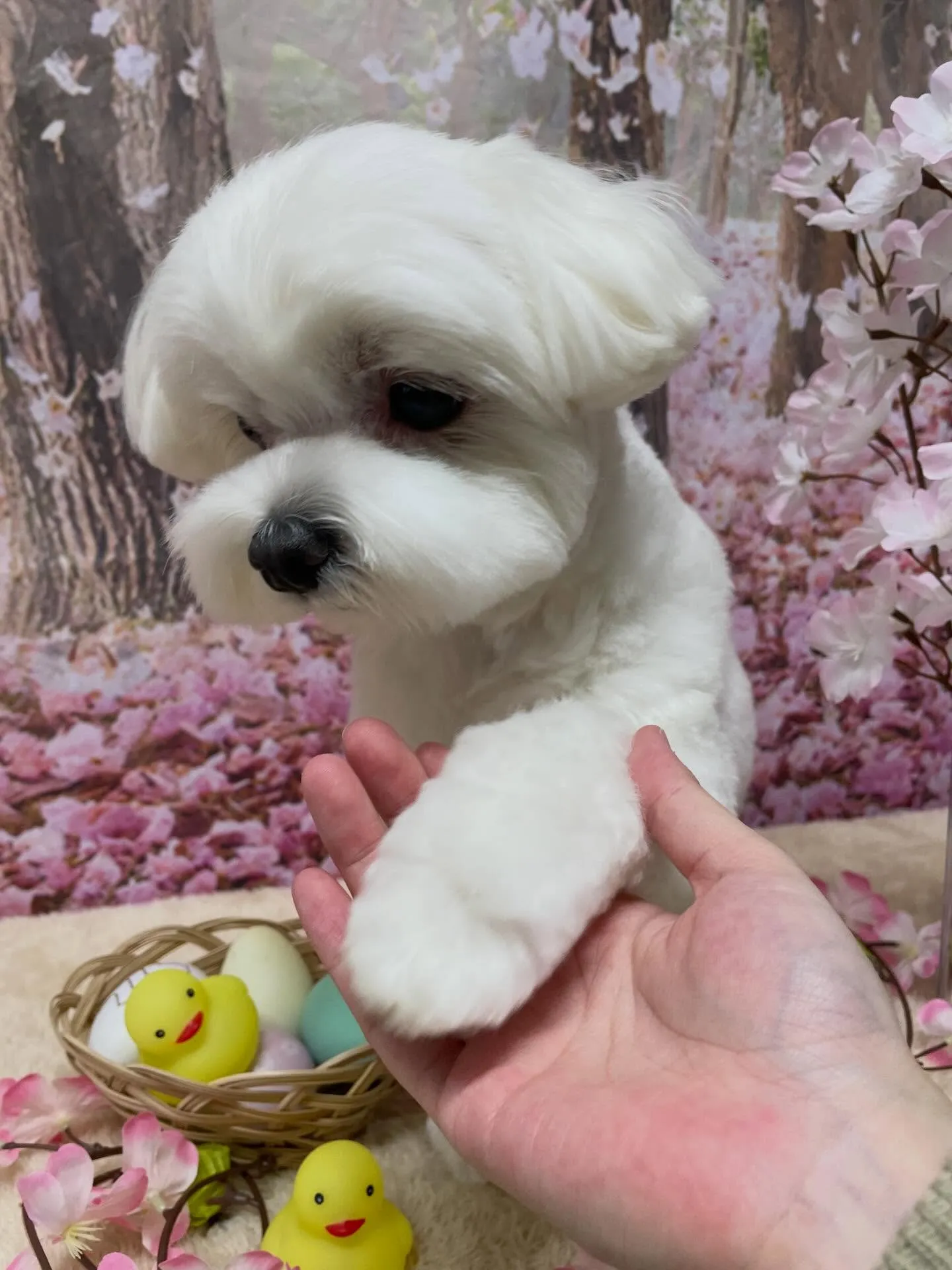 🍃4/1のトリミング🍃マルチーズ🐶｜名東区・千種区・守山区の...