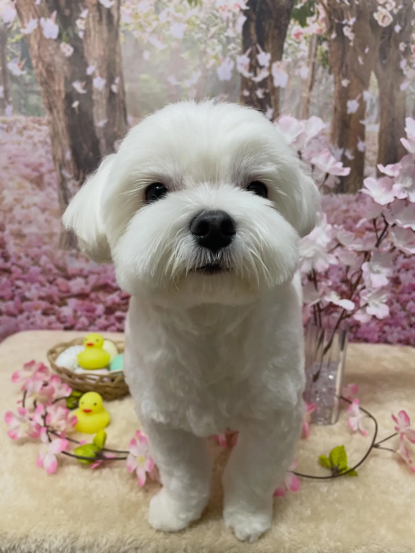 🍃4/1のトリミング🍃マルチーズ🐶｜名東区・千種区・守山区の...