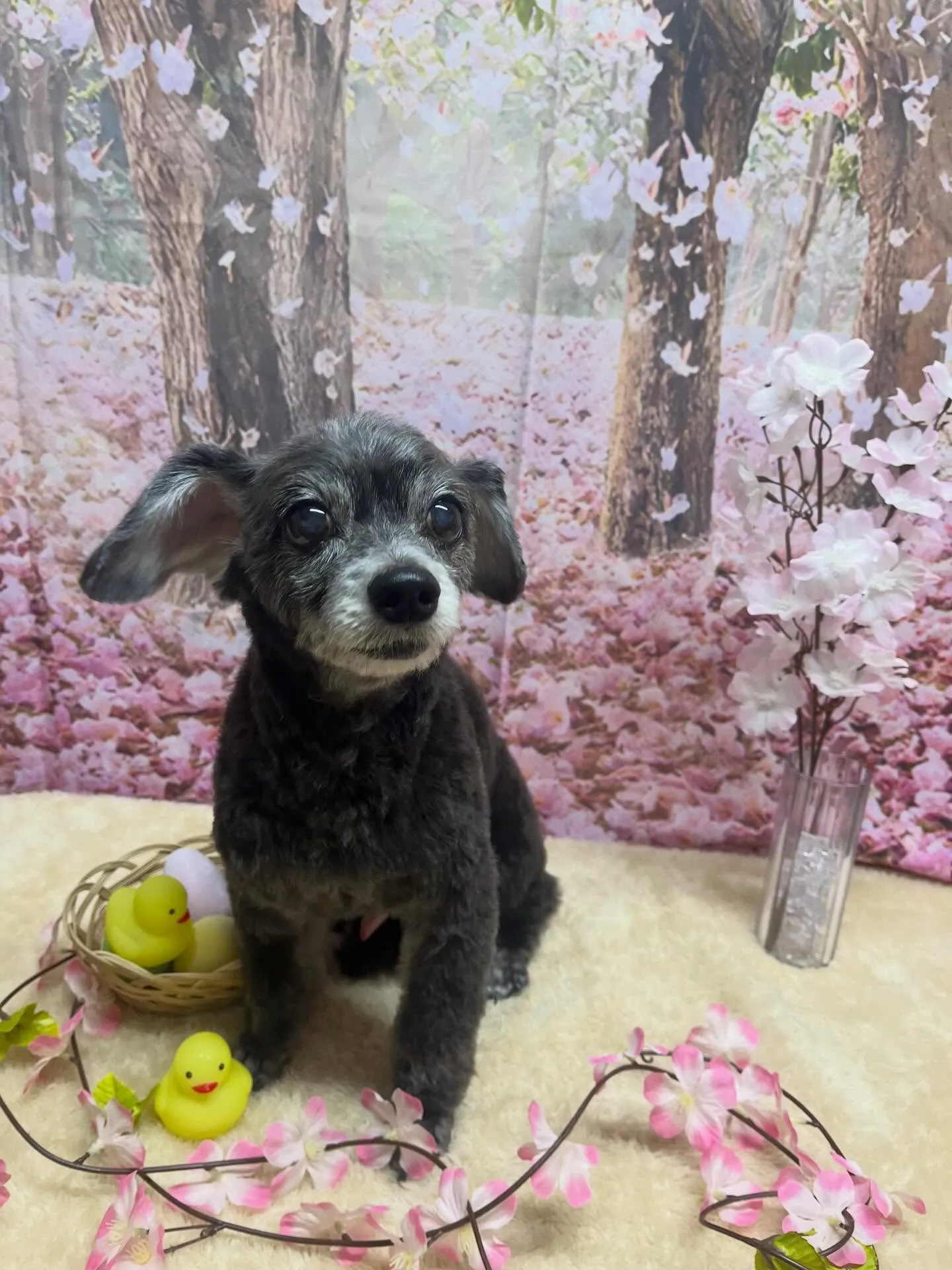 🍃4/1のトリミング🍃ミックス犬🐶｜名東区・千種区・守山区の...