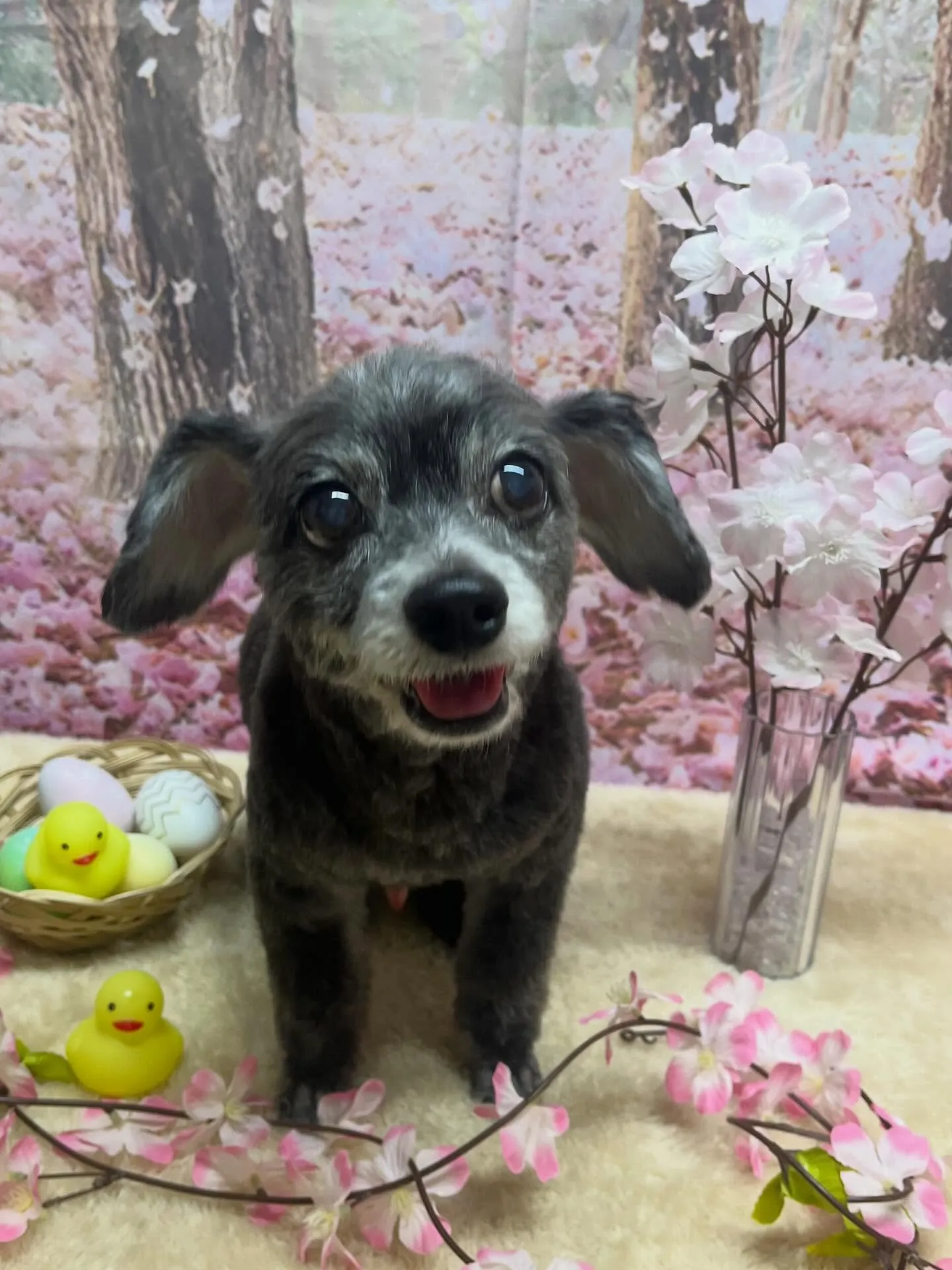 🍃4/1のトリミング🍃ミックス犬🐶｜名東区・千種区・守山区の...