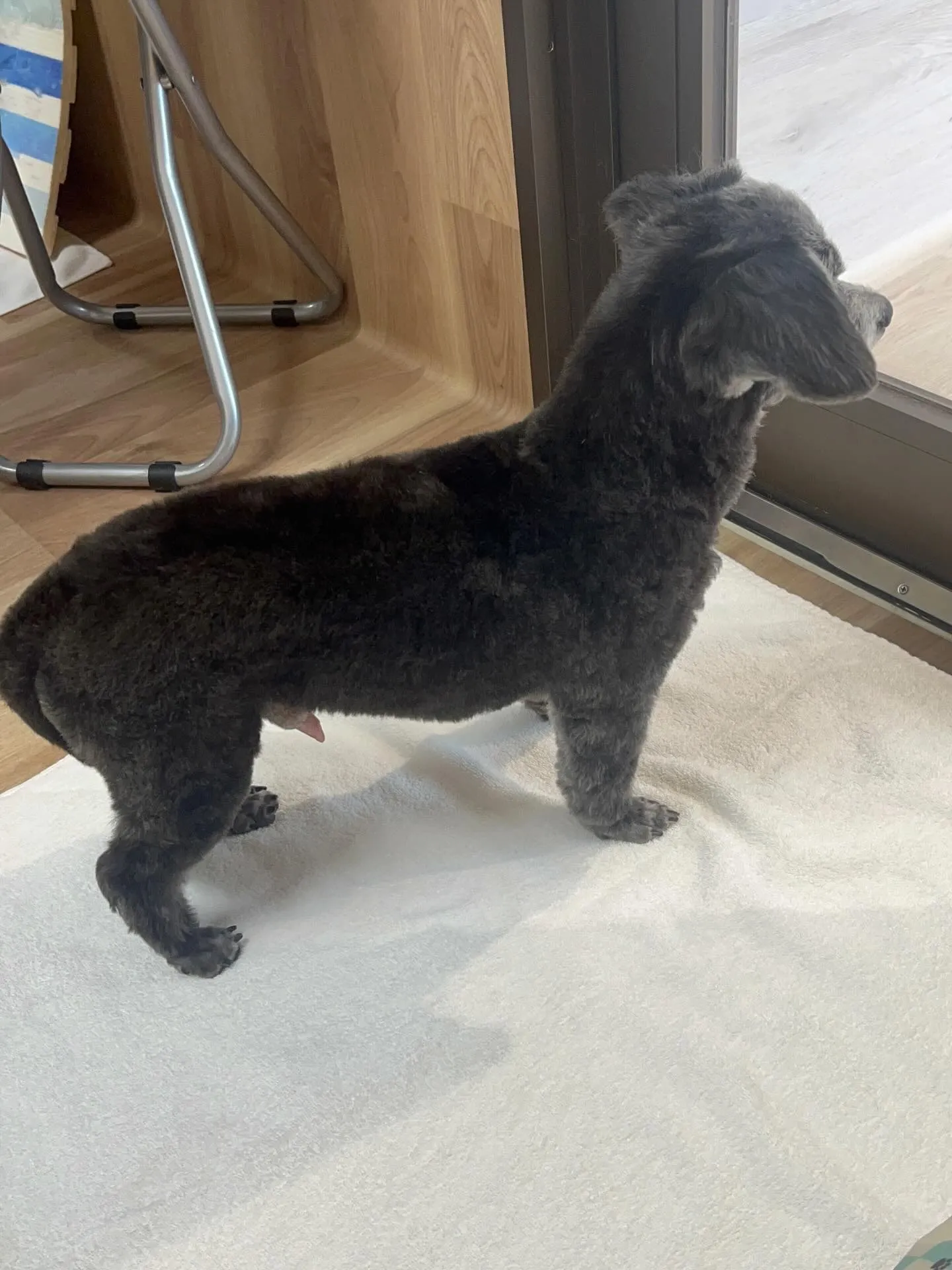 🍃4/1のトリミング🍃ミックス犬🐶｜名東区・千種区・守山区の...