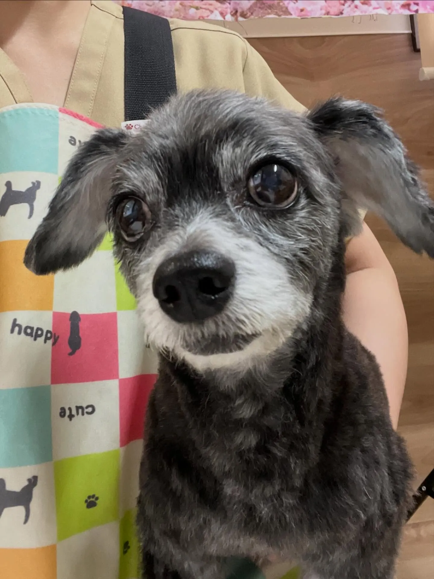 🍃4/1のトリミング🍃ミックス犬🐶｜名東区・千種区・守山区の...