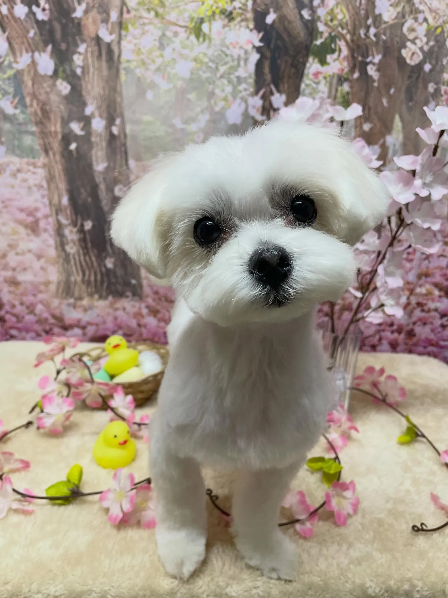 🍃4/1のトリミング🍃マルチーズ🐶｜名東区・千種区・守山区の...