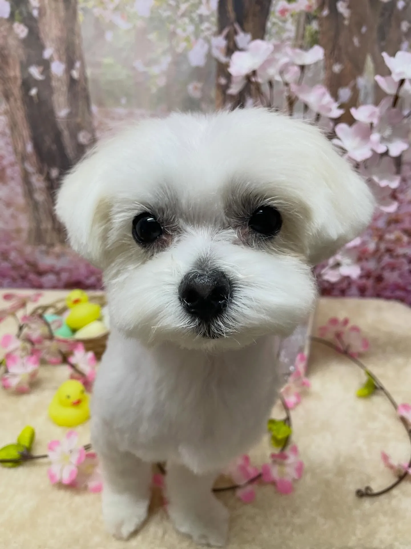 🍃4/1のトリミング🍃マルチーズ🐶｜名東区・千種区・守山区の...