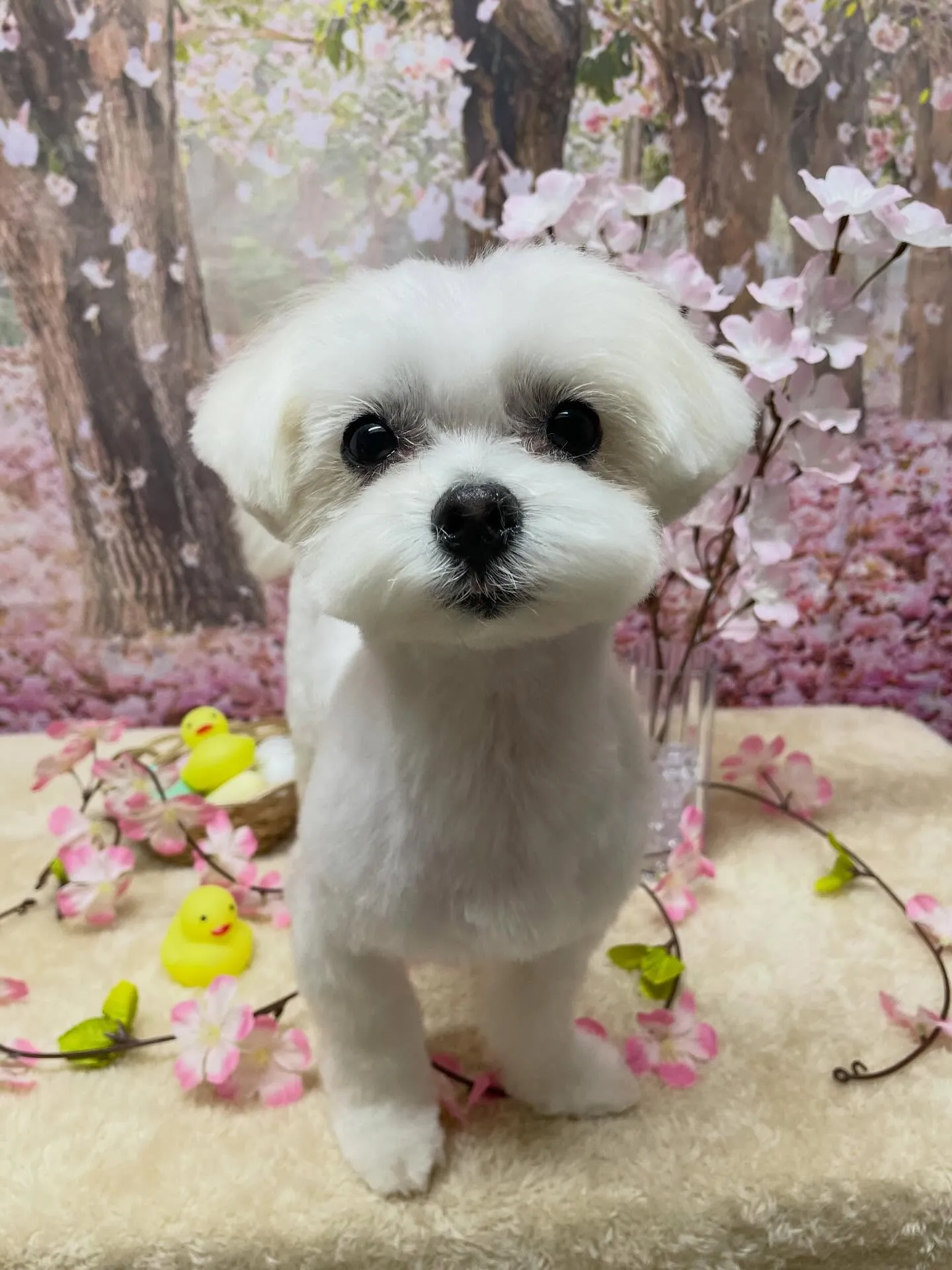 🍃4/1のトリミング🍃マルチーズ🐶｜名東区・千種区・守山区の...