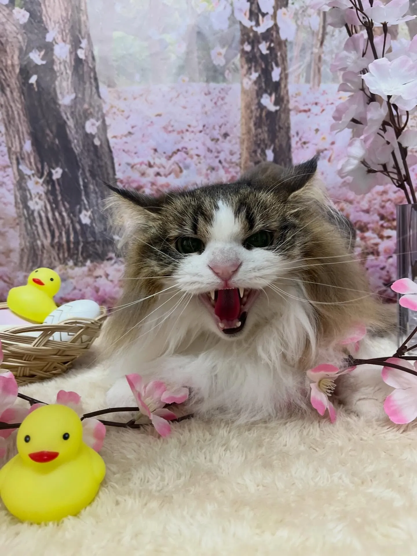 🍃4/3のトリミング🍃ノルウェージャンフォレストキャット🐱｜...