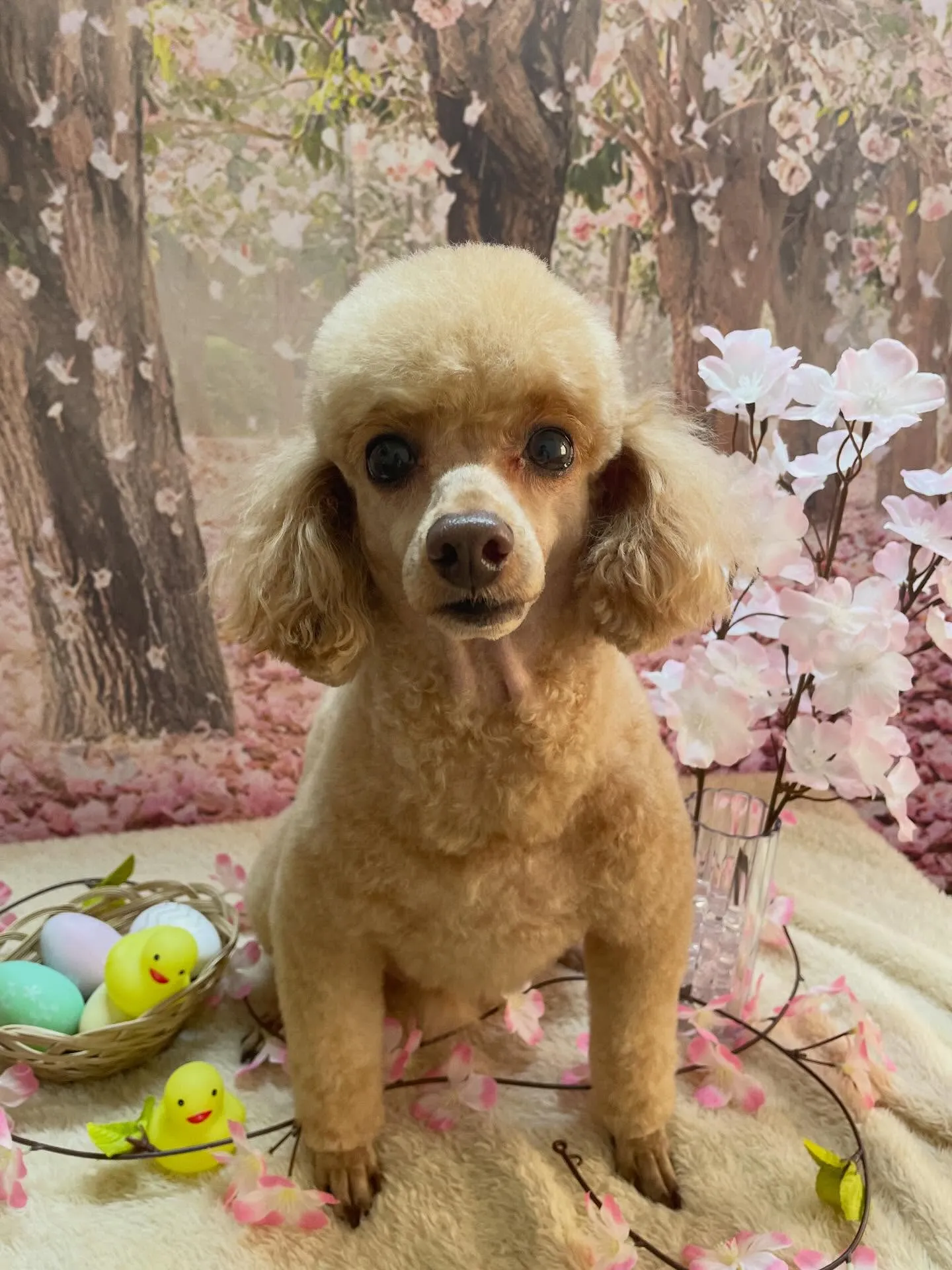 🍃4/3のトリミング🍃プードル🐶｜名東区・千種区・守山区の動...