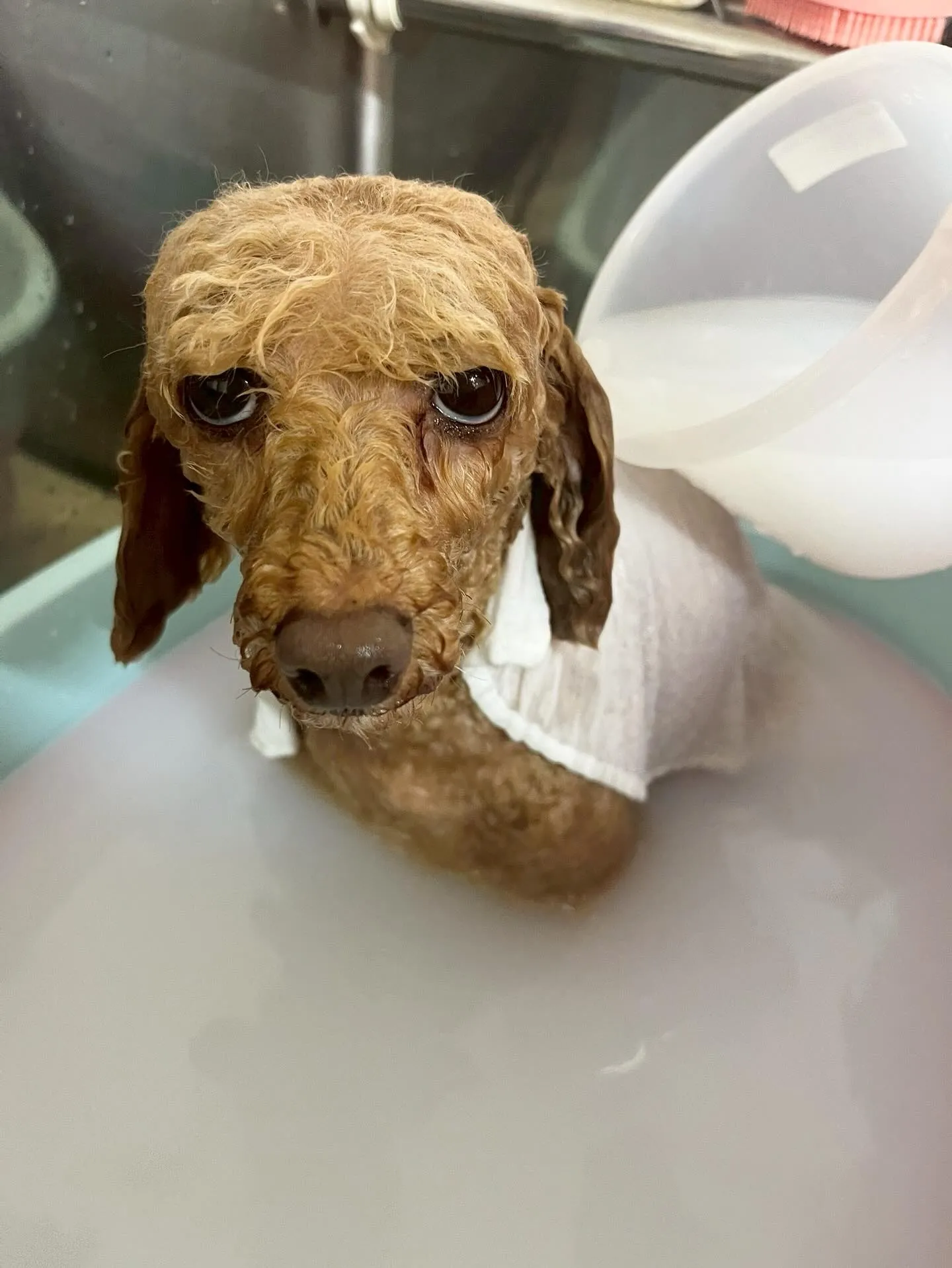 🍃4/3のトリミング🍃プードル🐶|名東区・千種区・守山区の動...