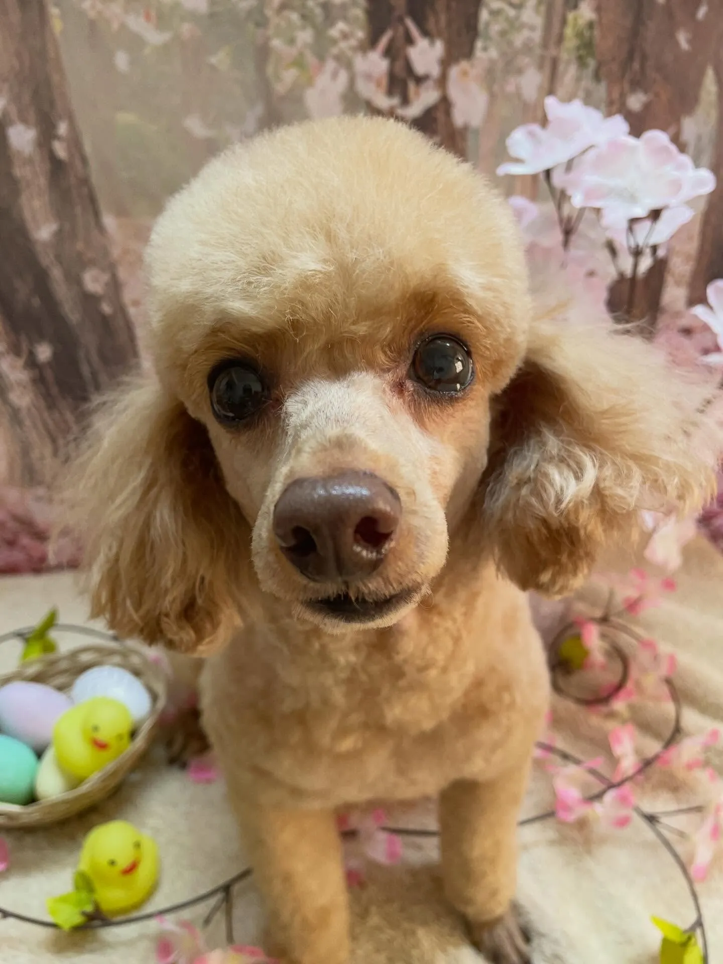 🍃4/3のトリミング🍃プードル🐶|名東区・千種区・守山区の動...