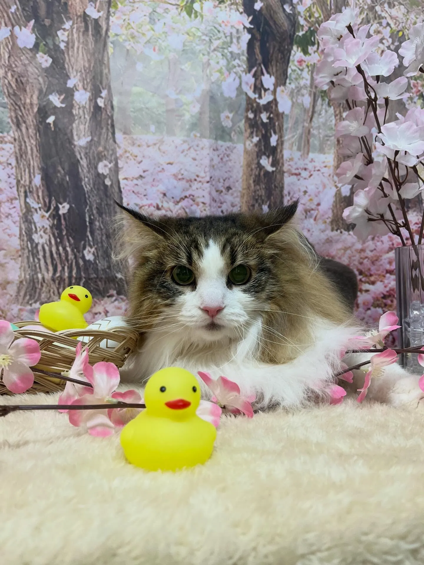 🍃4/3のトリミング🍃ノルウェージャンフォレストキャット🐱｜...