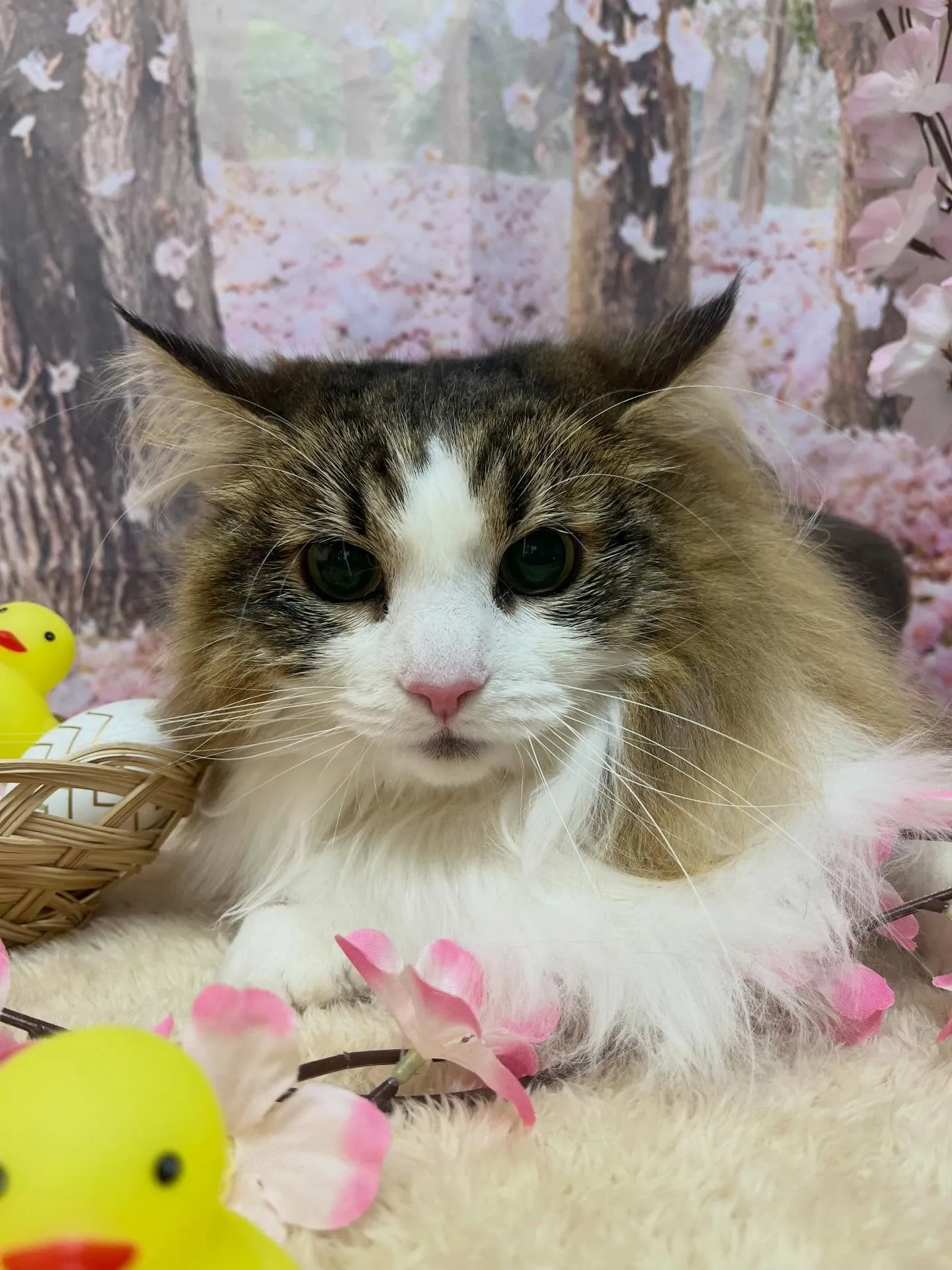 🍃4/3のトリミング🍃ノルウェージャンフォレストキャット🐱｜...