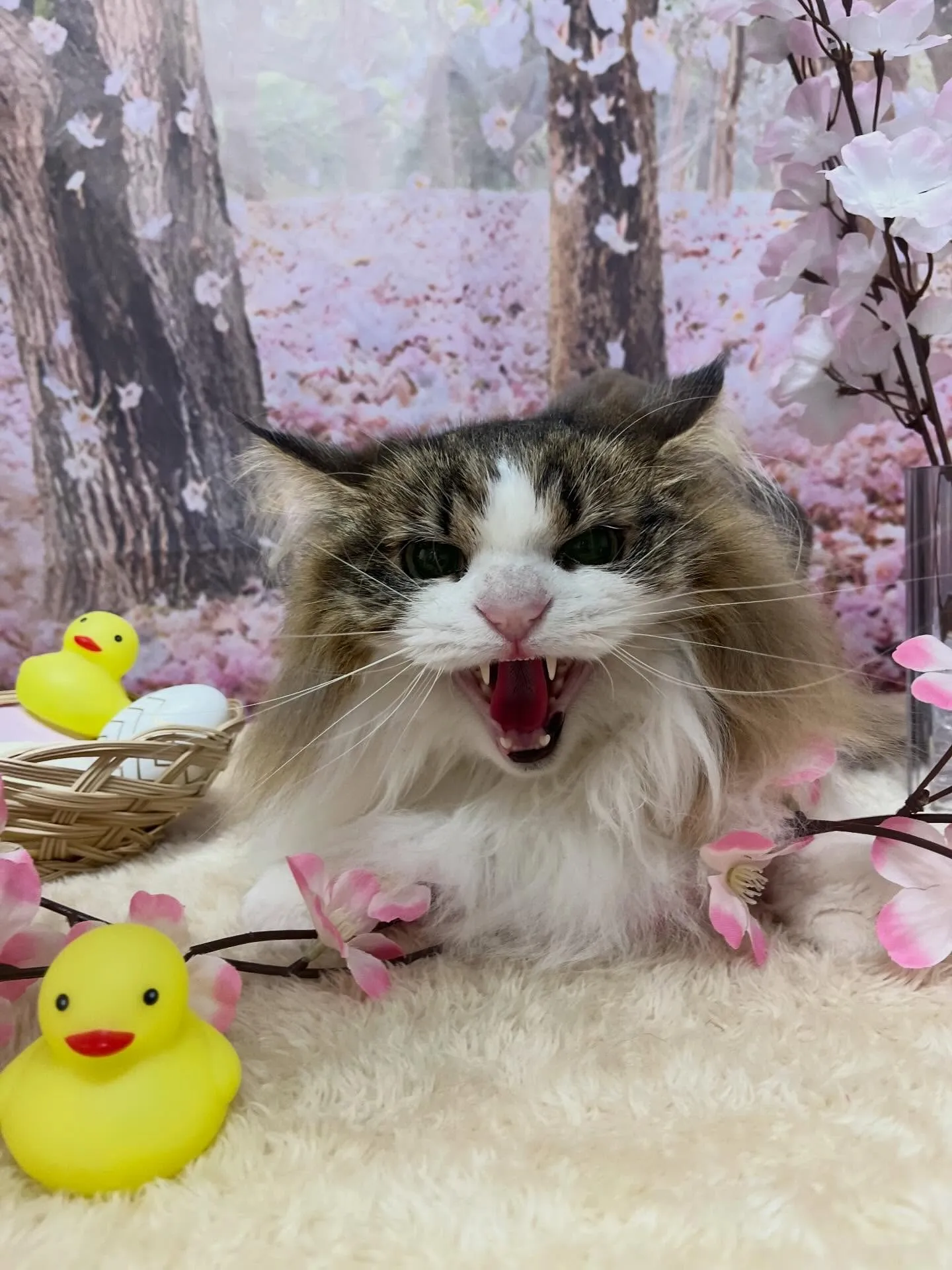 🍃4/3のトリミング🍃ノルウェージャンフォレストキャット🐱｜...