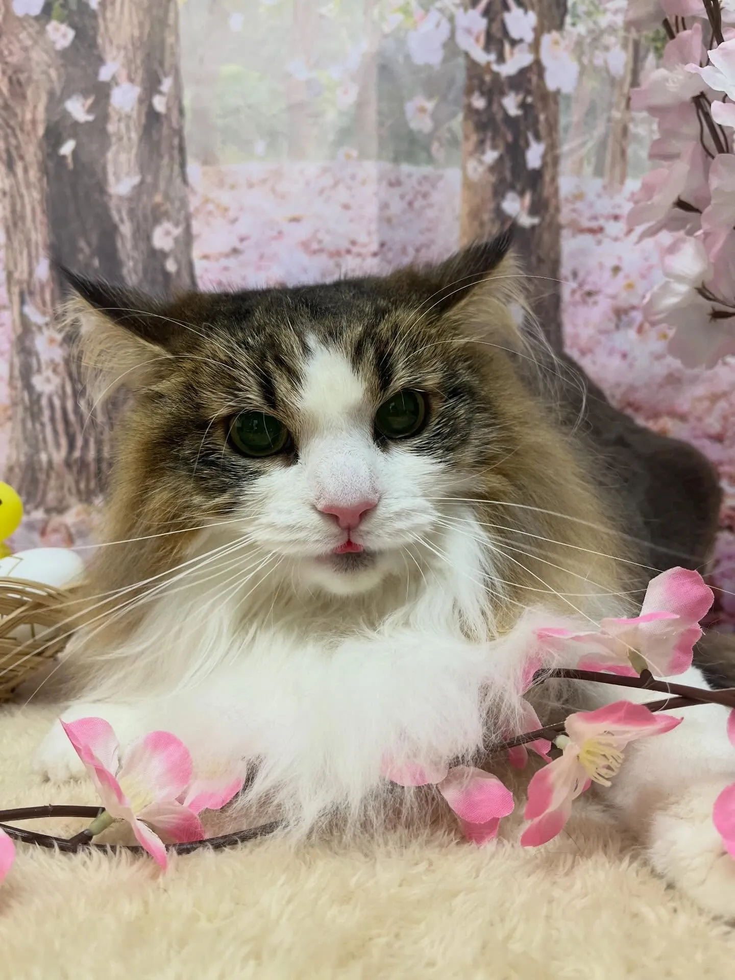 🍃4/3のトリミング🍃ノルウェージャンフォレストキャット🐱｜...