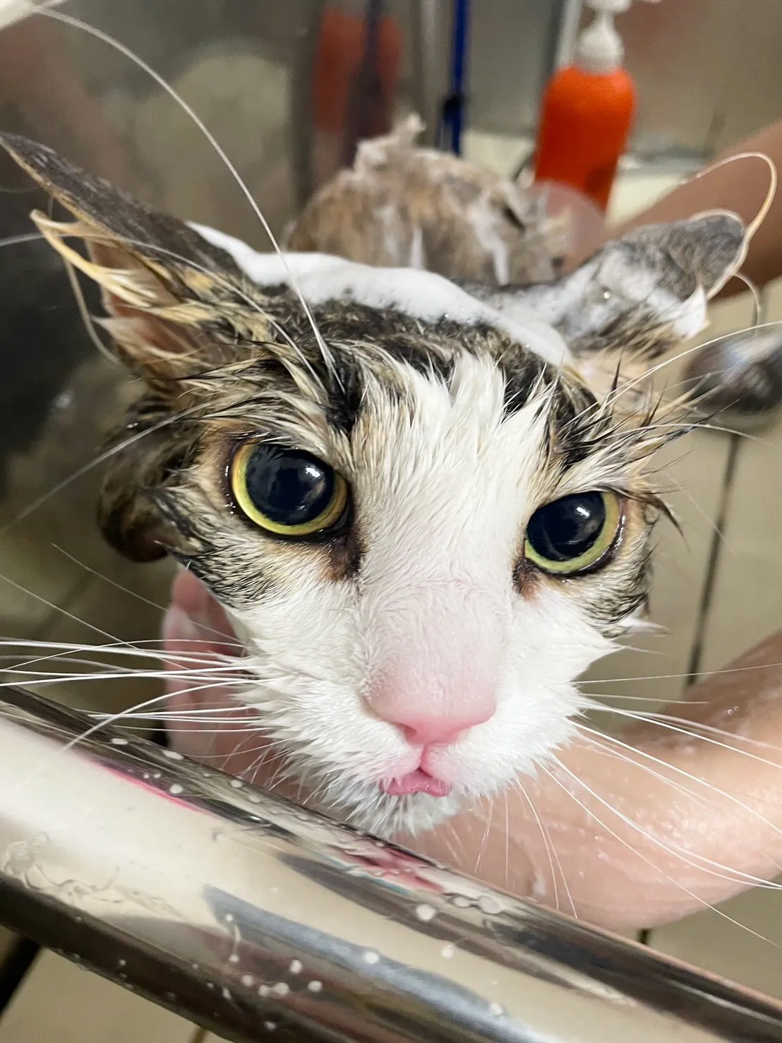 🍃4/3のトリミング🍃ノルウェージャンフォレストキャット🐱｜...