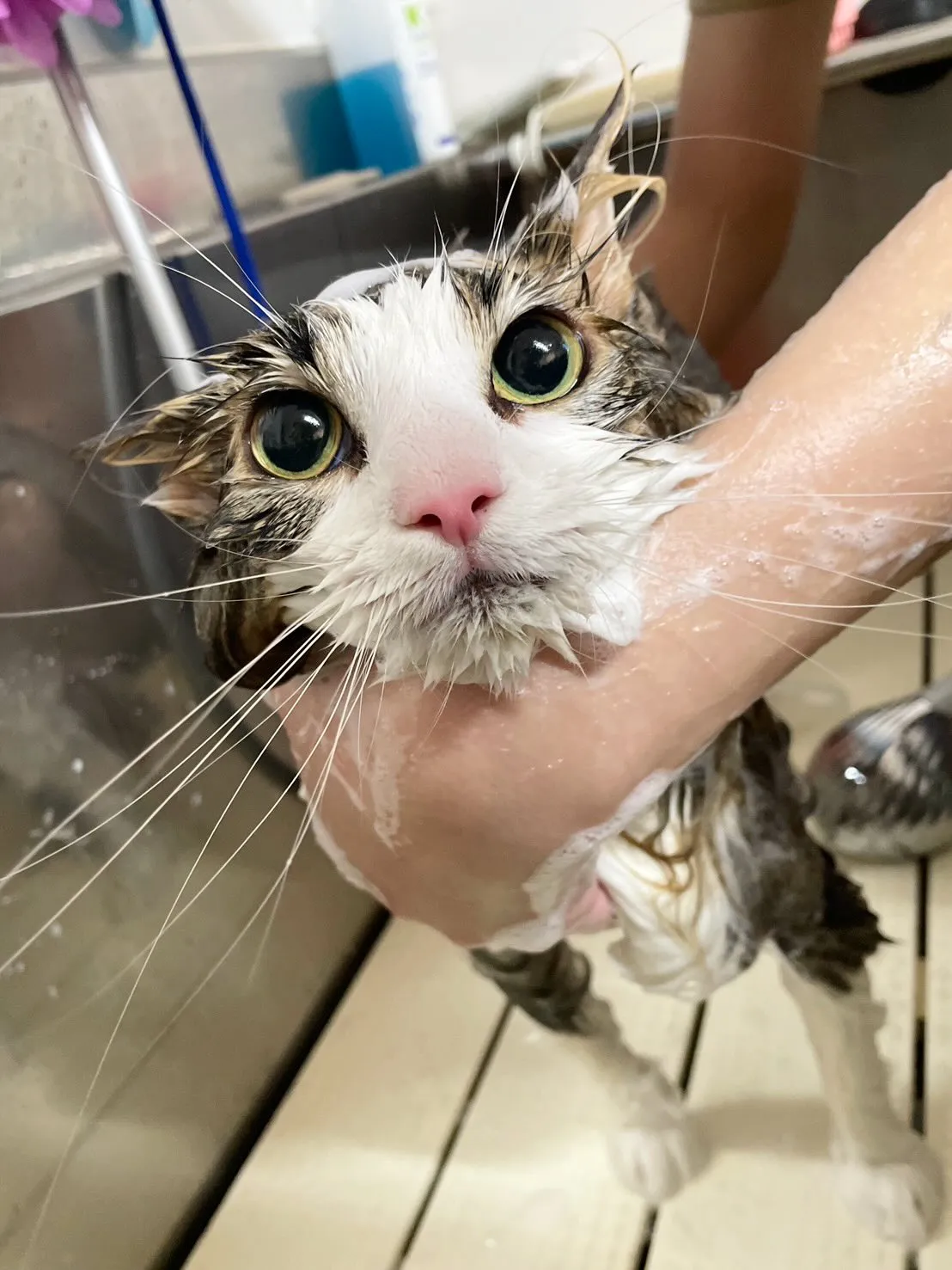 🍃4/3のトリミング🍃ノルウェージャンフォレストキャット🐱｜...