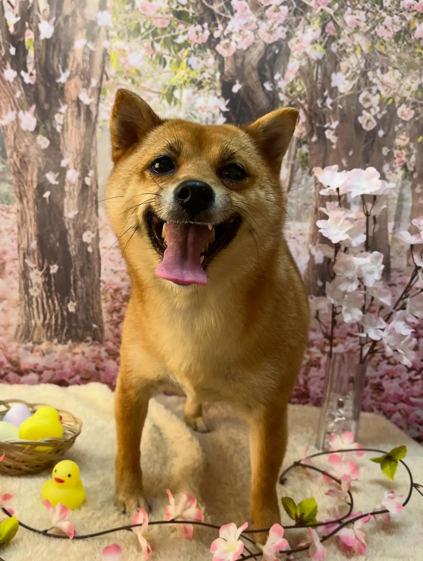 🍃4/3のトリミング🍃柴犬🐶｜名東区・千種区・守山区の動物病...