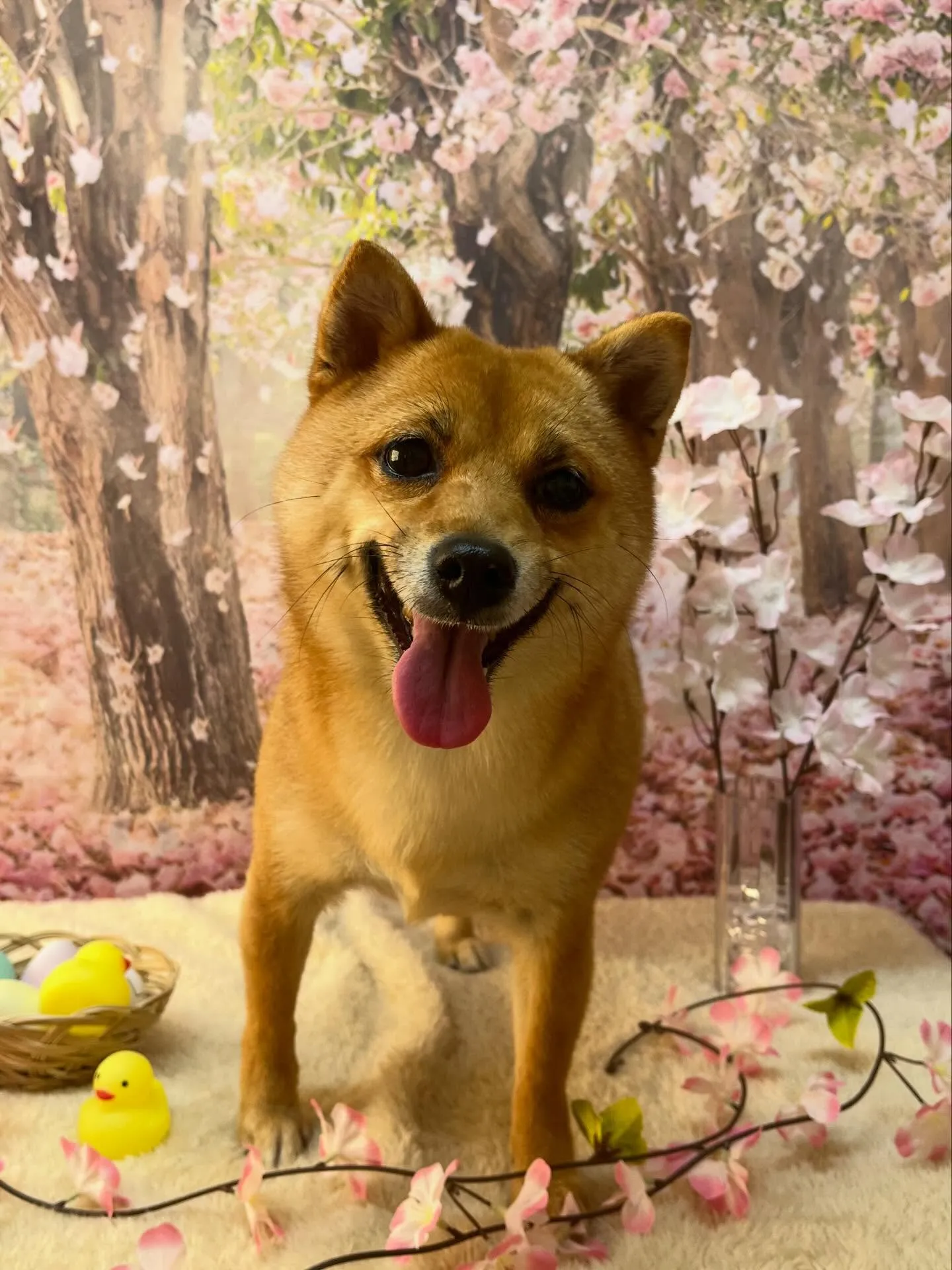 🍃4/3のトリミング🍃柴犬🐶｜名東区・千種区・守山区の動物病...