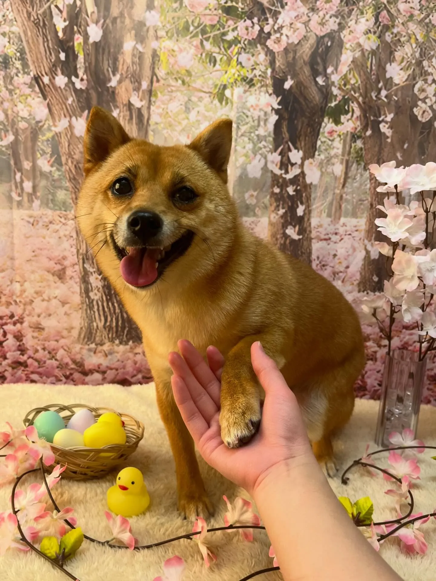 🍃4/3のトリミング🍃柴犬🐶｜名東区・千種区・守山区の動物病...