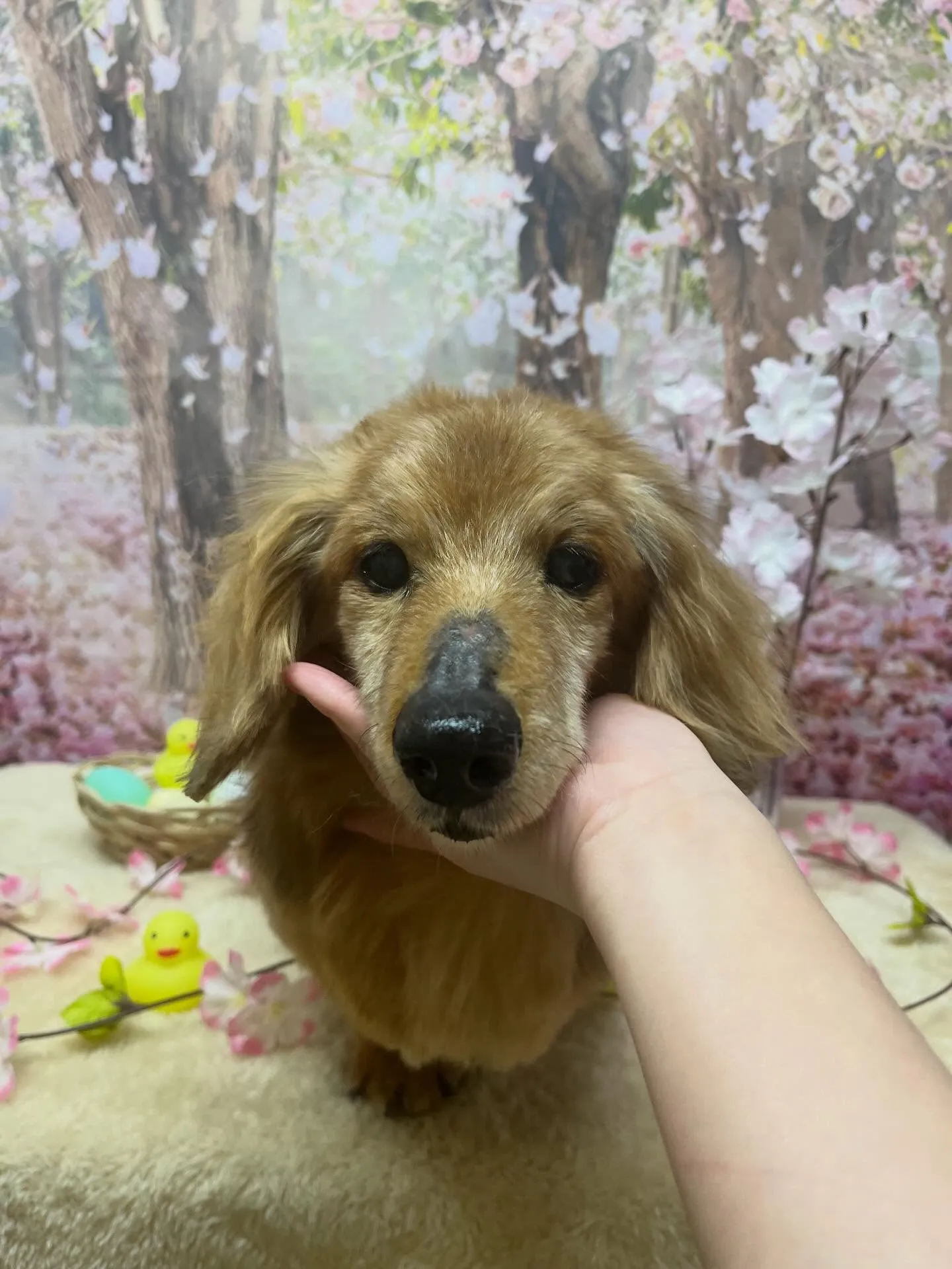 🍃4/3のトリミング🍃ダックス🐶｜名東区・千種区・守山区の動...