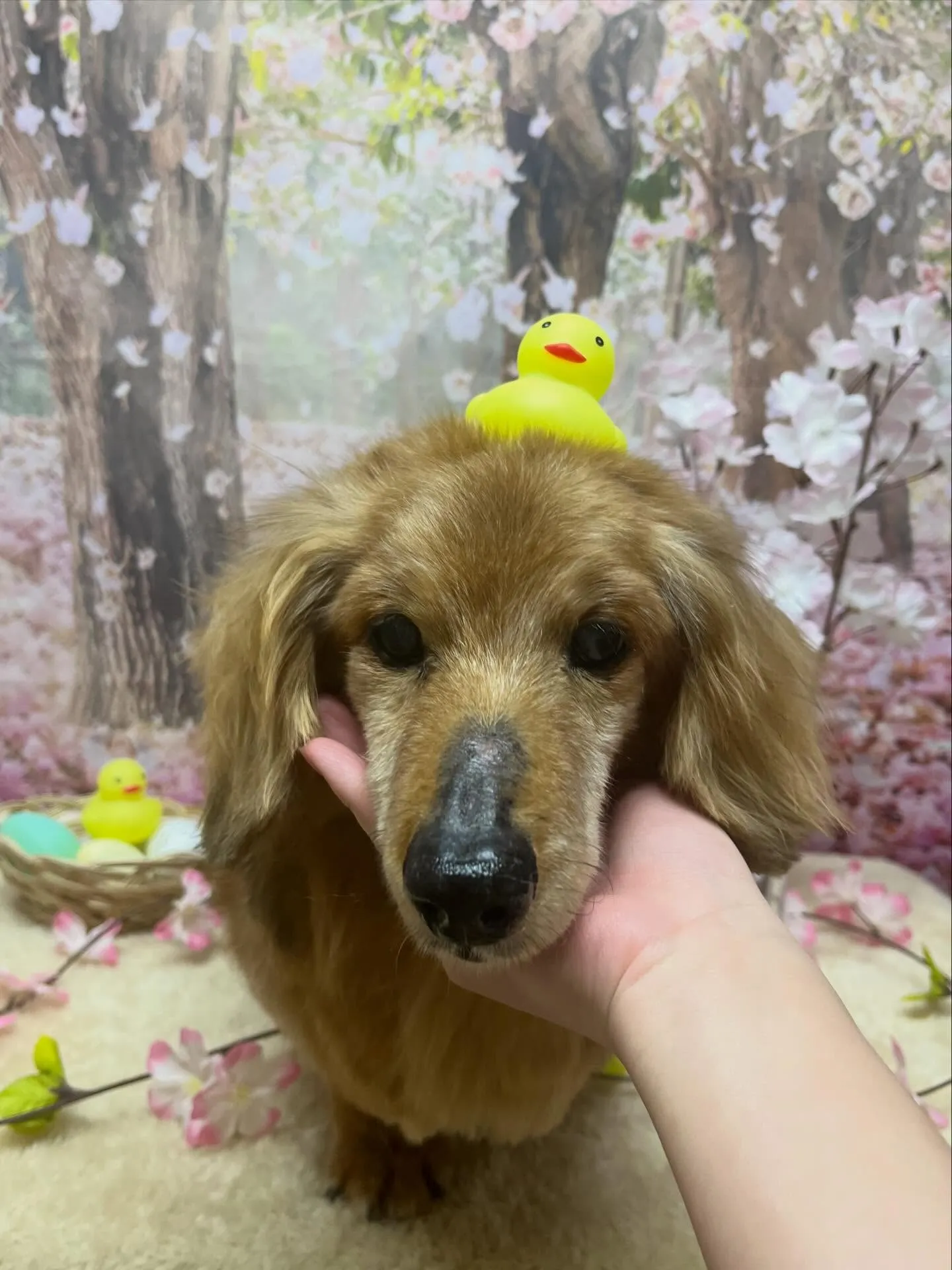 🍃4/3のトリミング🍃ダックス🐶|名東区・千種区・守山区の動...