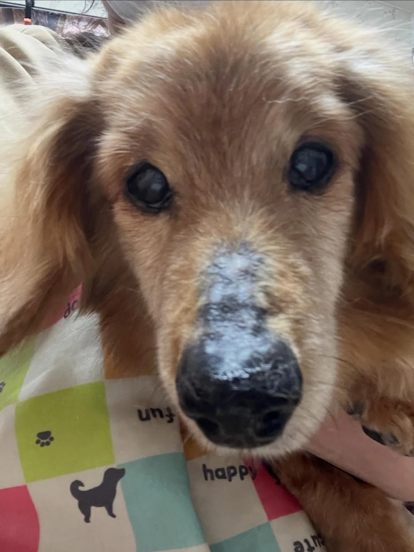 🍃4/3のトリミング🍃ダックス🐶|名東区・千種区・守山区の動...