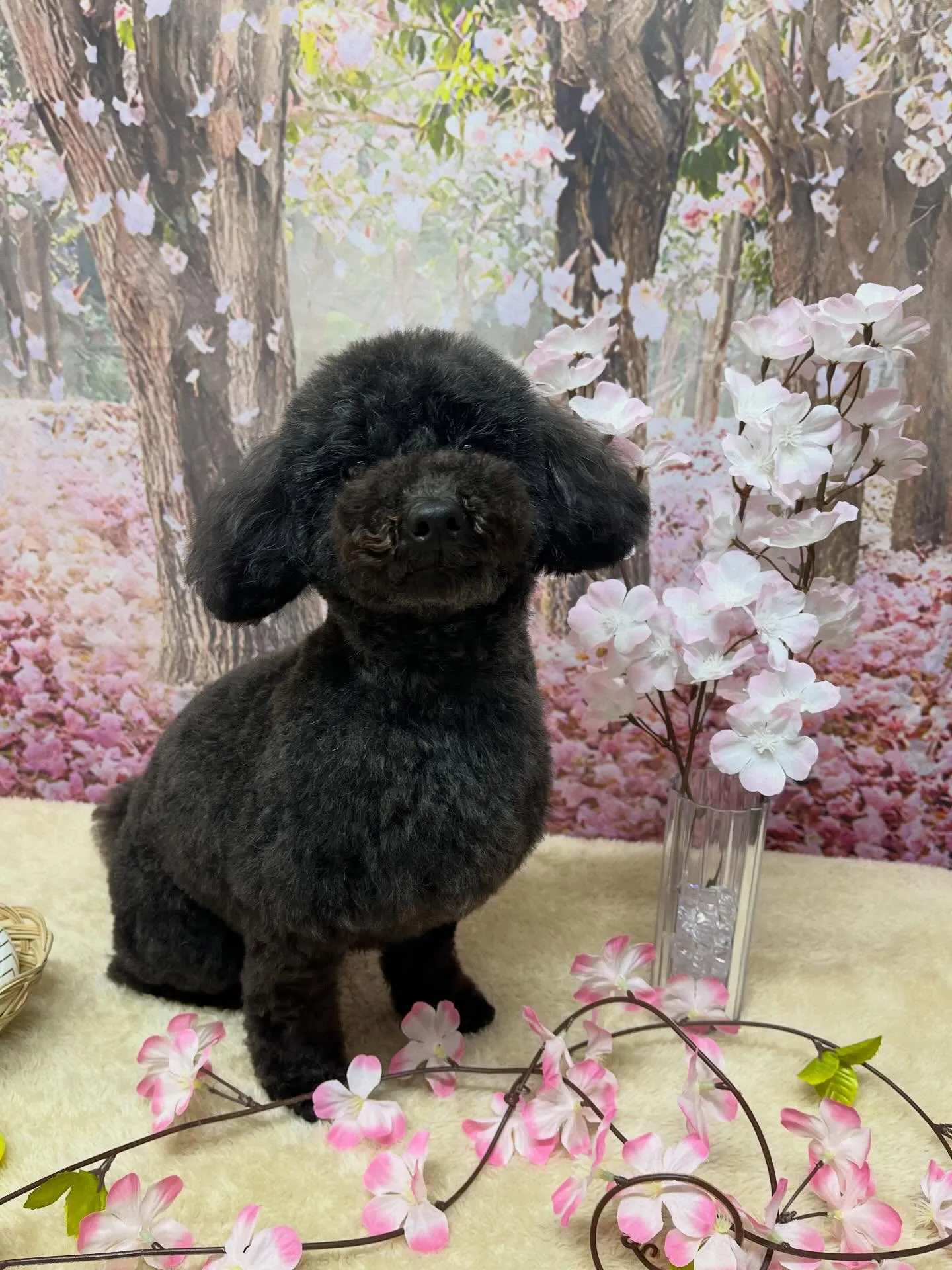 🍃4/4のトリミング🍃プードル🐶｜名東区・千種区・守山区の動...