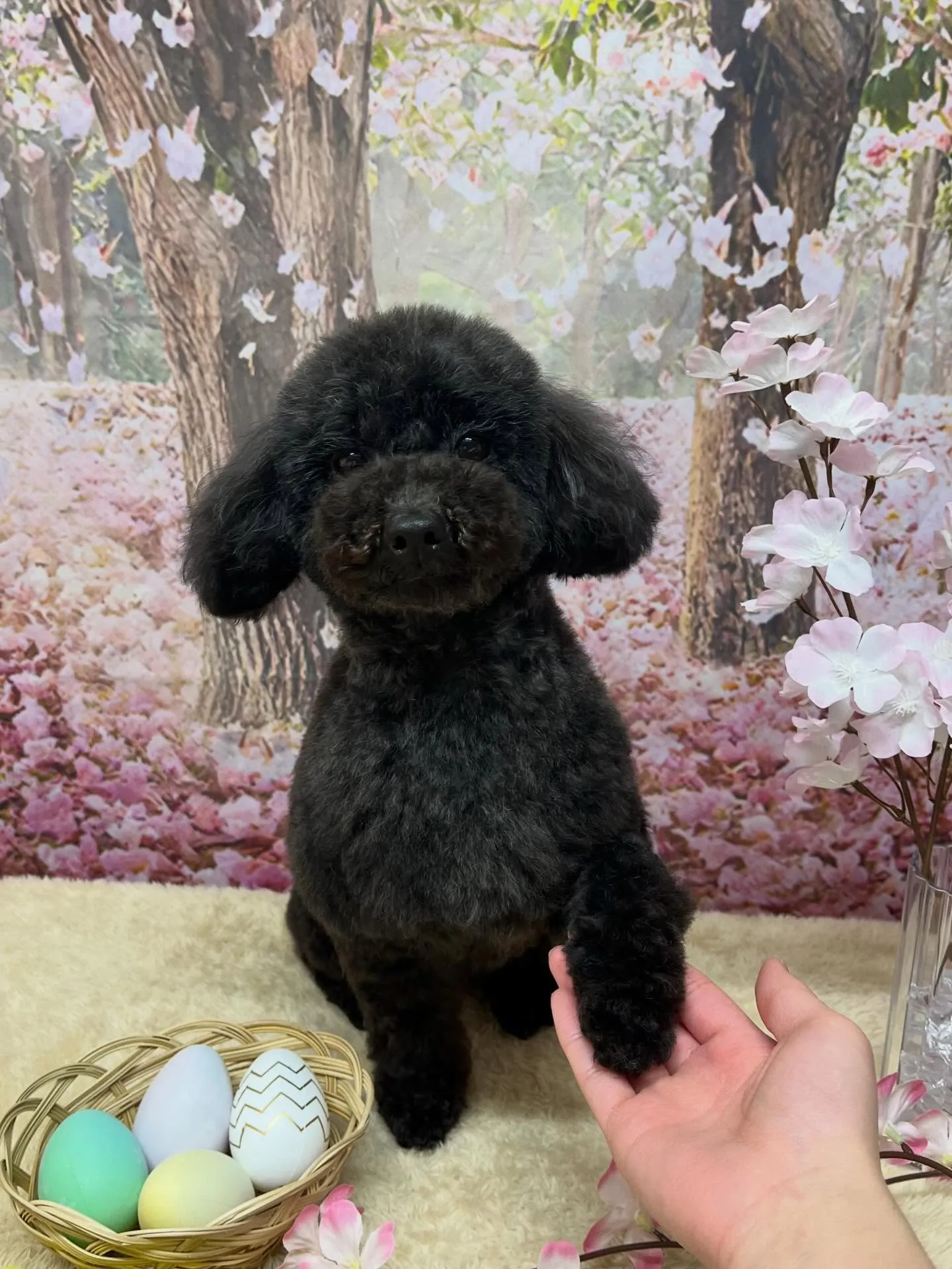 🍃4/4のトリミング🍃プードル🐶｜名東区・千種区・守山区の動...