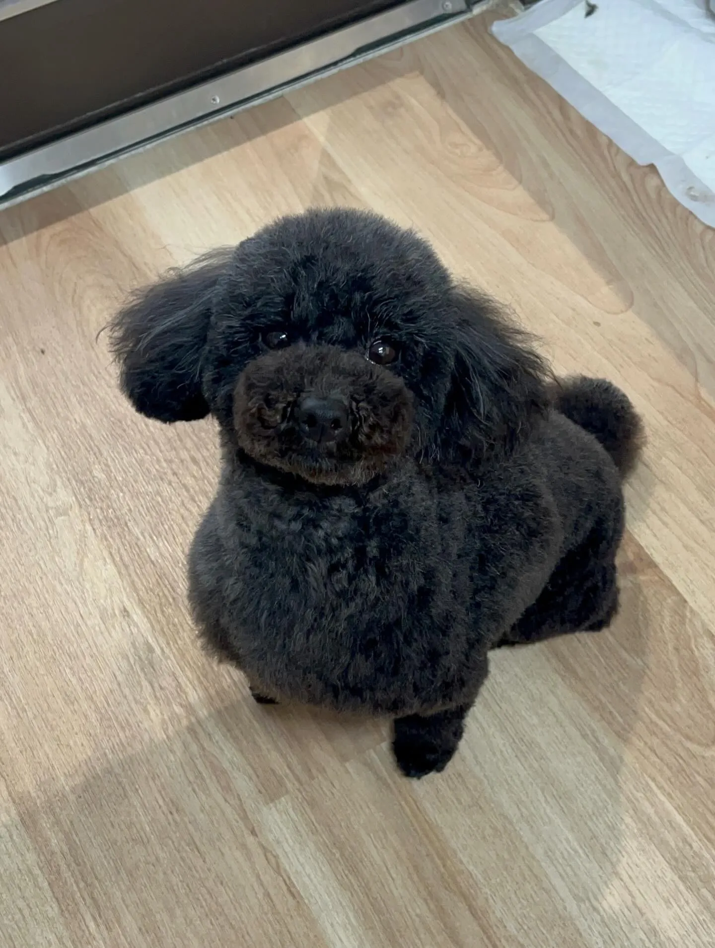 🍃4/4のトリミング🍃プードル🐶｜名東区・千種区・守山区の動...