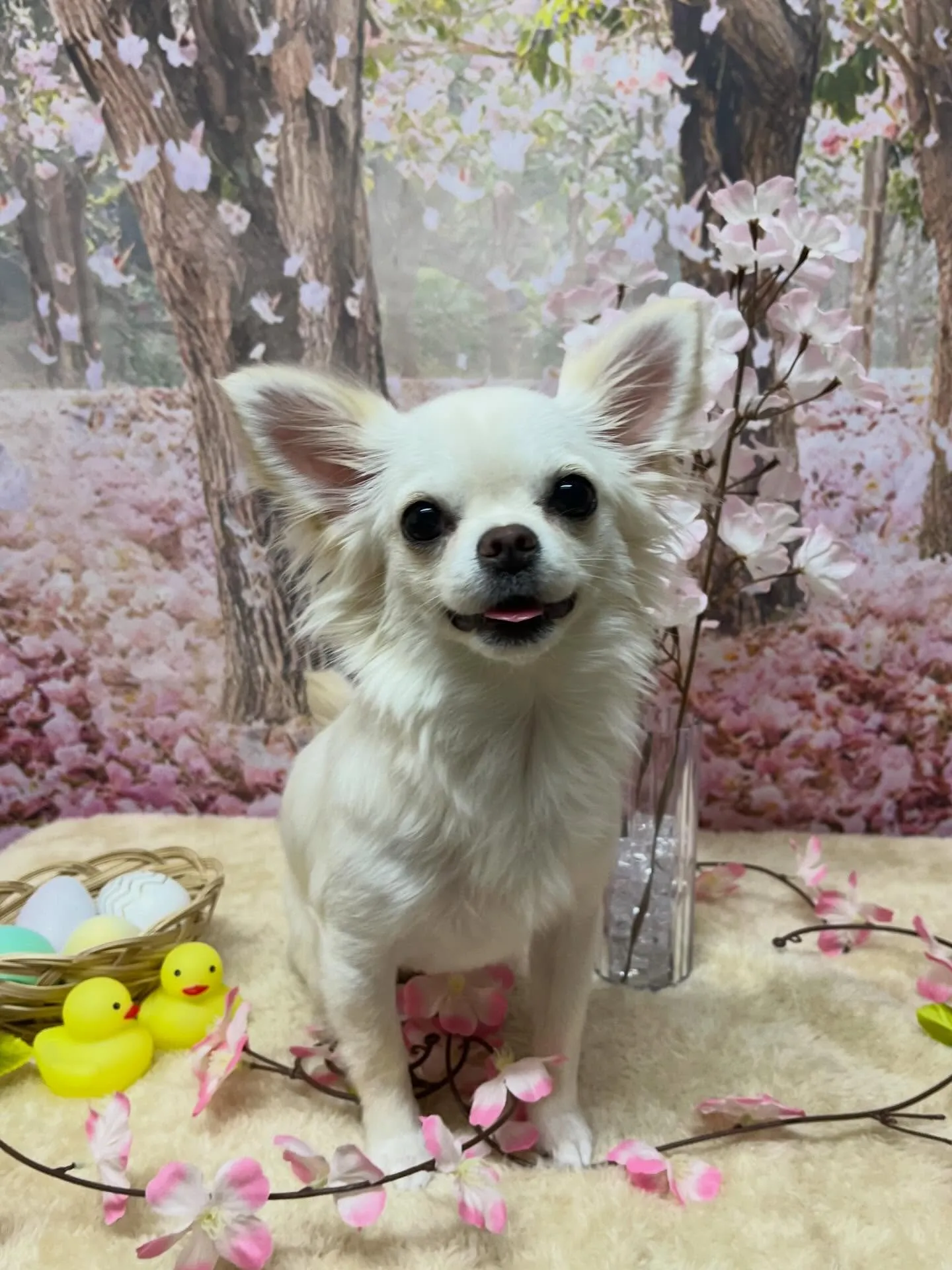 🍃4/4のトリミング🍃チワワ🐶｜名東区・千種区・守山区の動物...