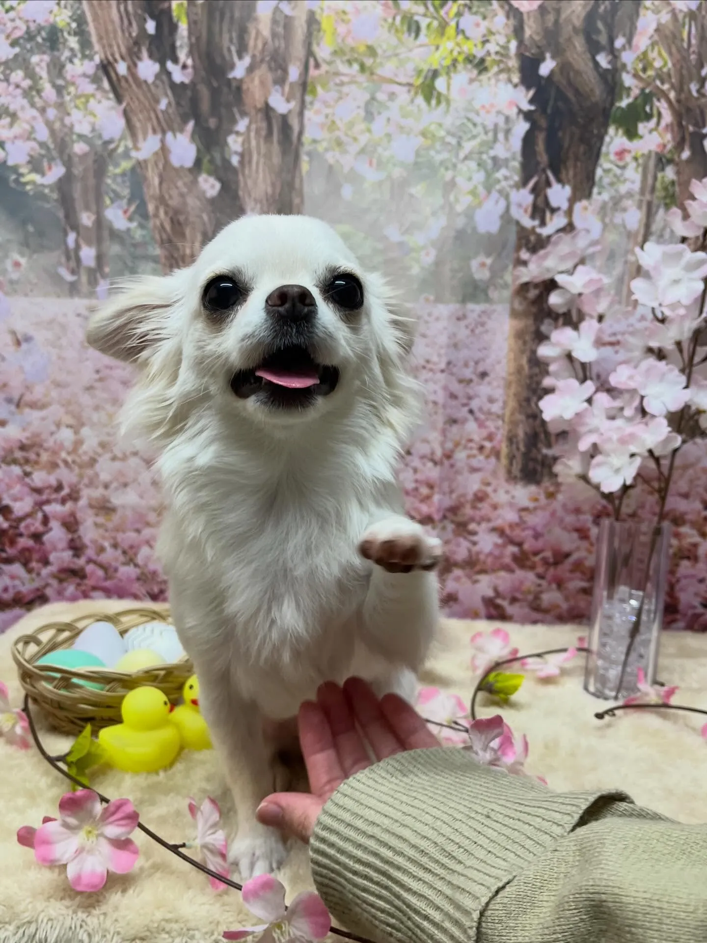 🍃4/4のトリミング🍃チワワ🐶｜名東区・千種区・守山区の動物...