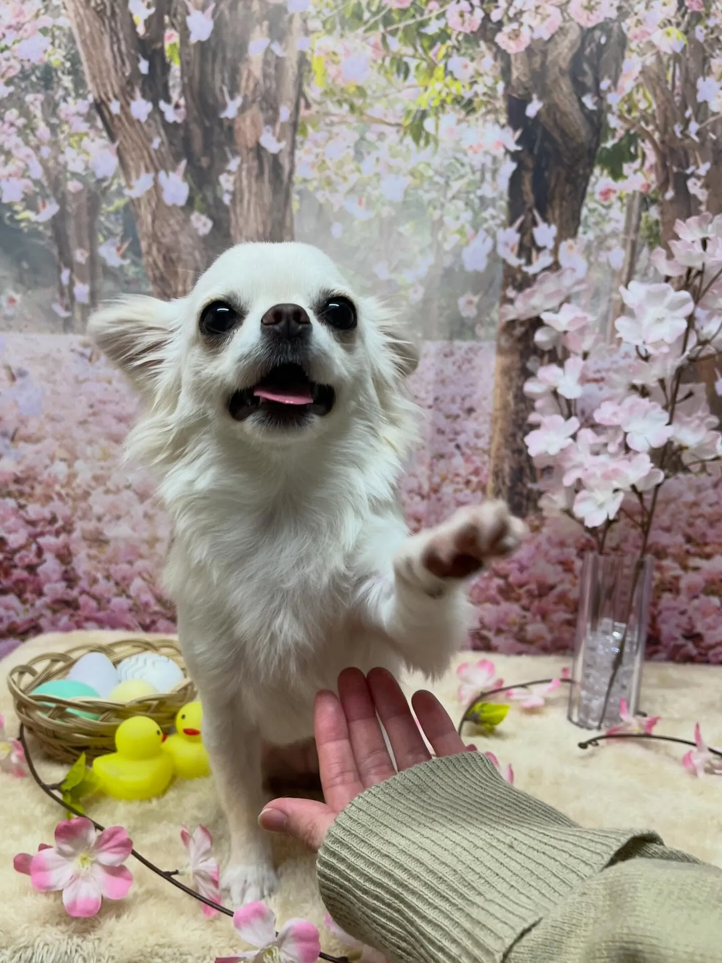 🍃4/4のトリミング🍃チワワ🐶｜名東区・千種区・守山区の動物...