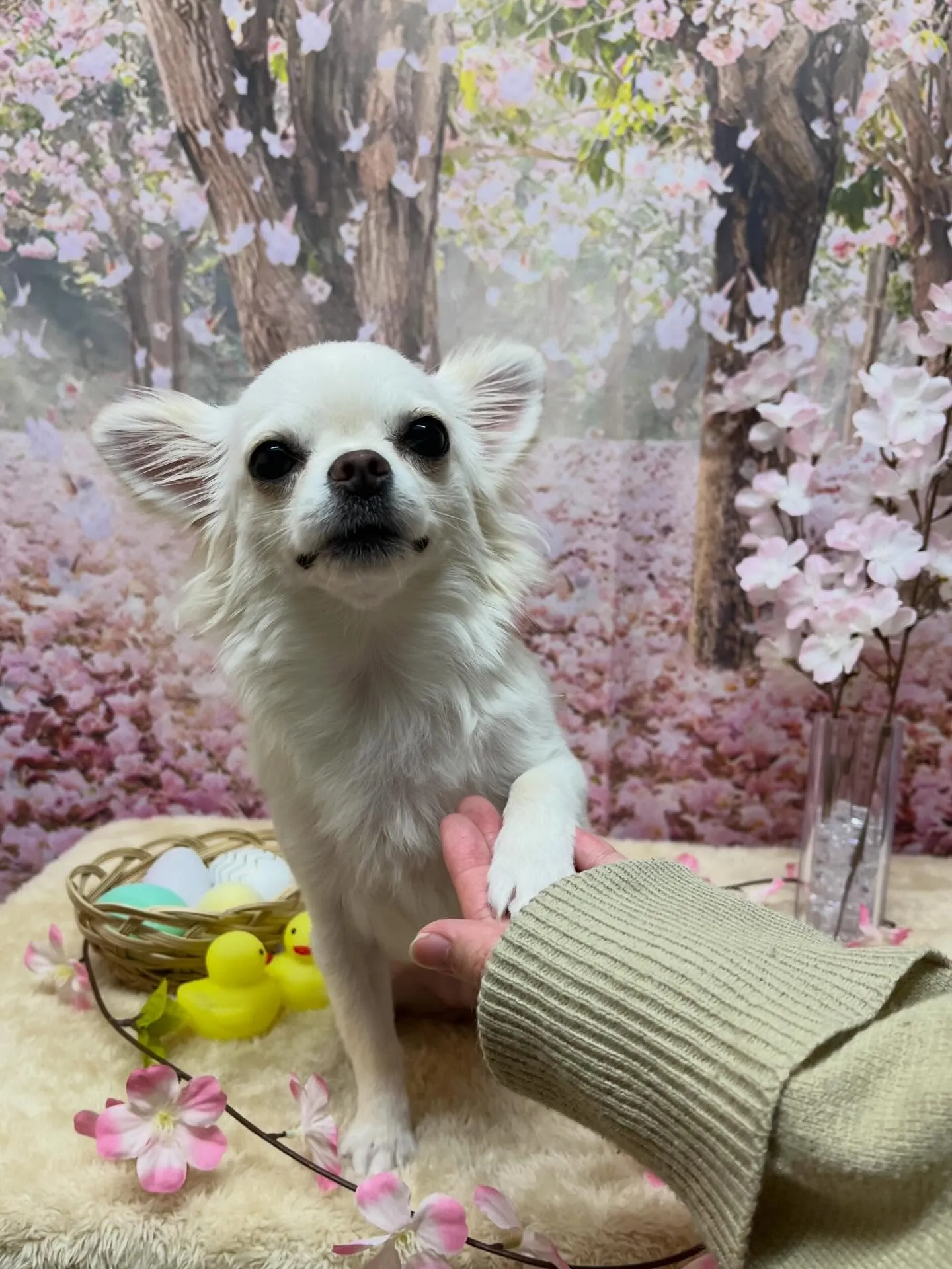 🍃4/4のトリミング🍃チワワ🐶｜名東区・千種区・守山区の動物...