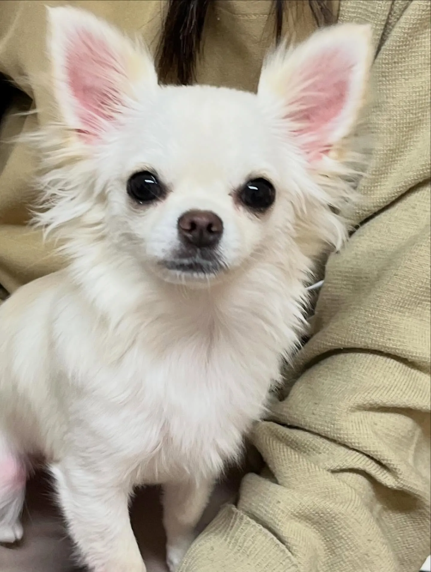 🍃4/4のトリミング🍃チワワ🐶｜名東区・千種区・守山区の動物...