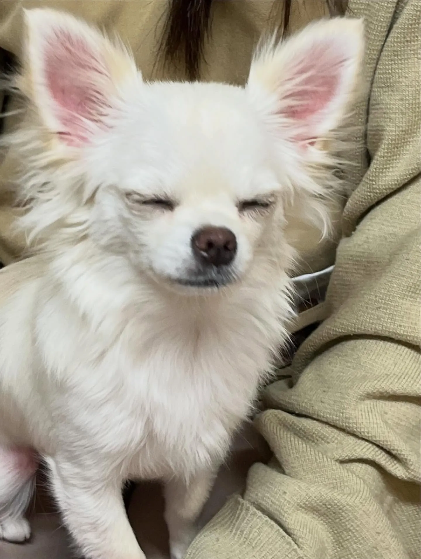 🍃4/4のトリミング🍃チワワ🐶｜名東区・千種区・守山区の動物...