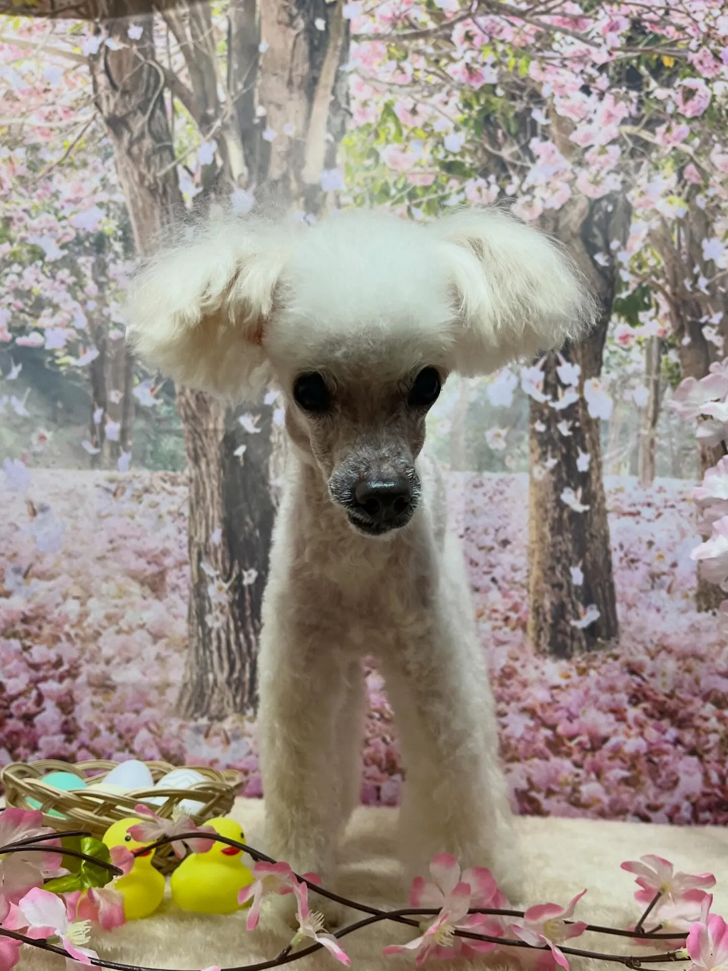 🍃4/4のトリミング🍃プードル🐶｜名東区・千種区・守山区の動...