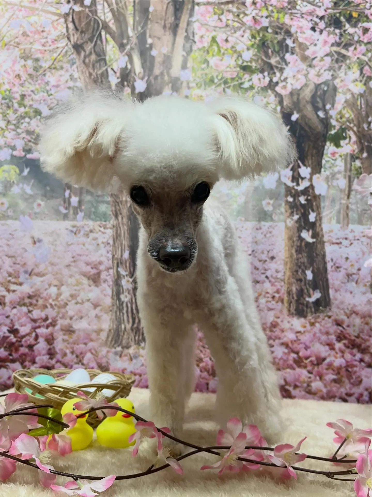 🍃4/4のトリミング🍃プードル🐶｜名東区・千種区・守山区の動...