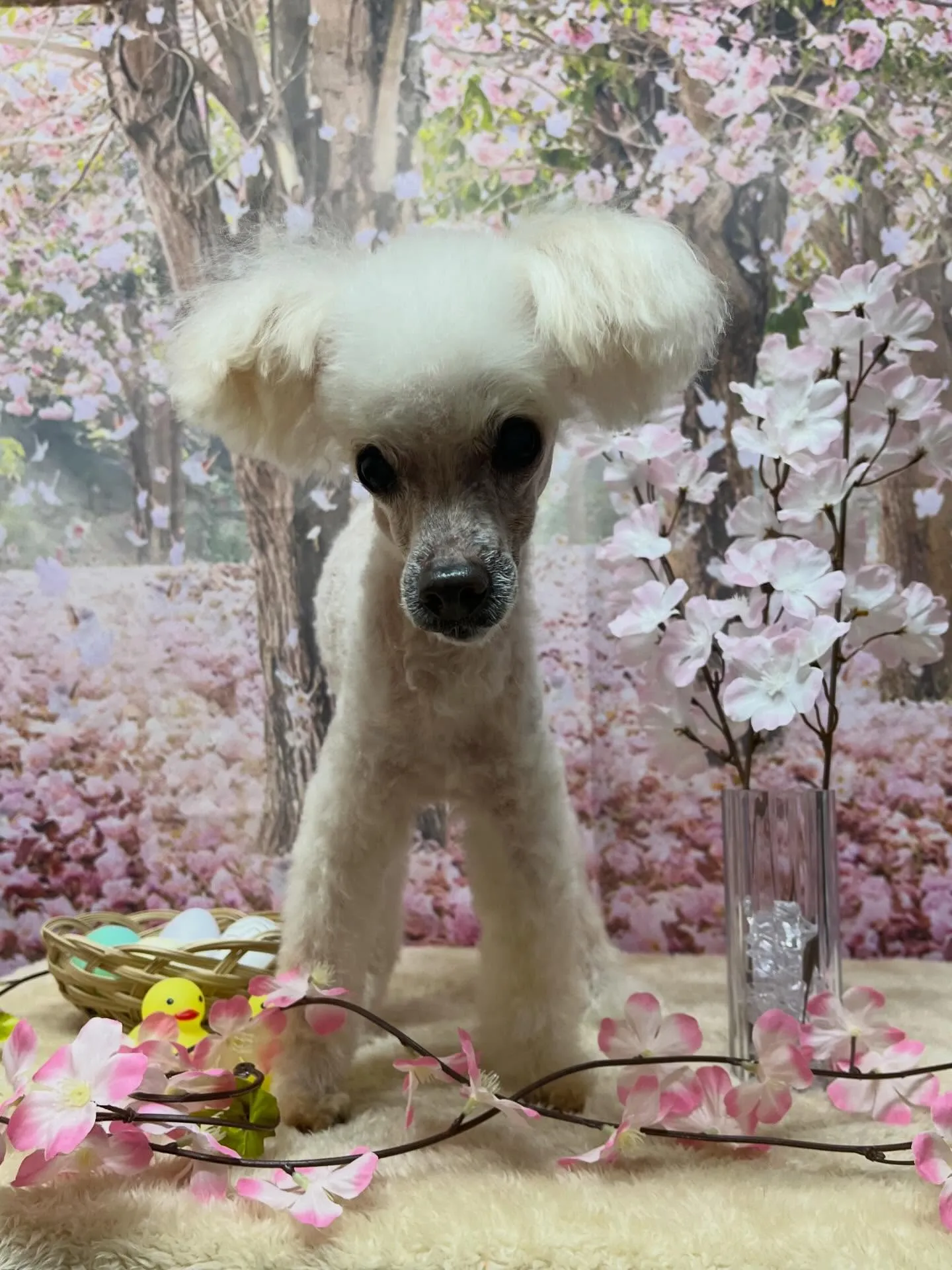 🍃4/4のトリミング🍃プードル🐶｜名東区・千種区・守山区の動...