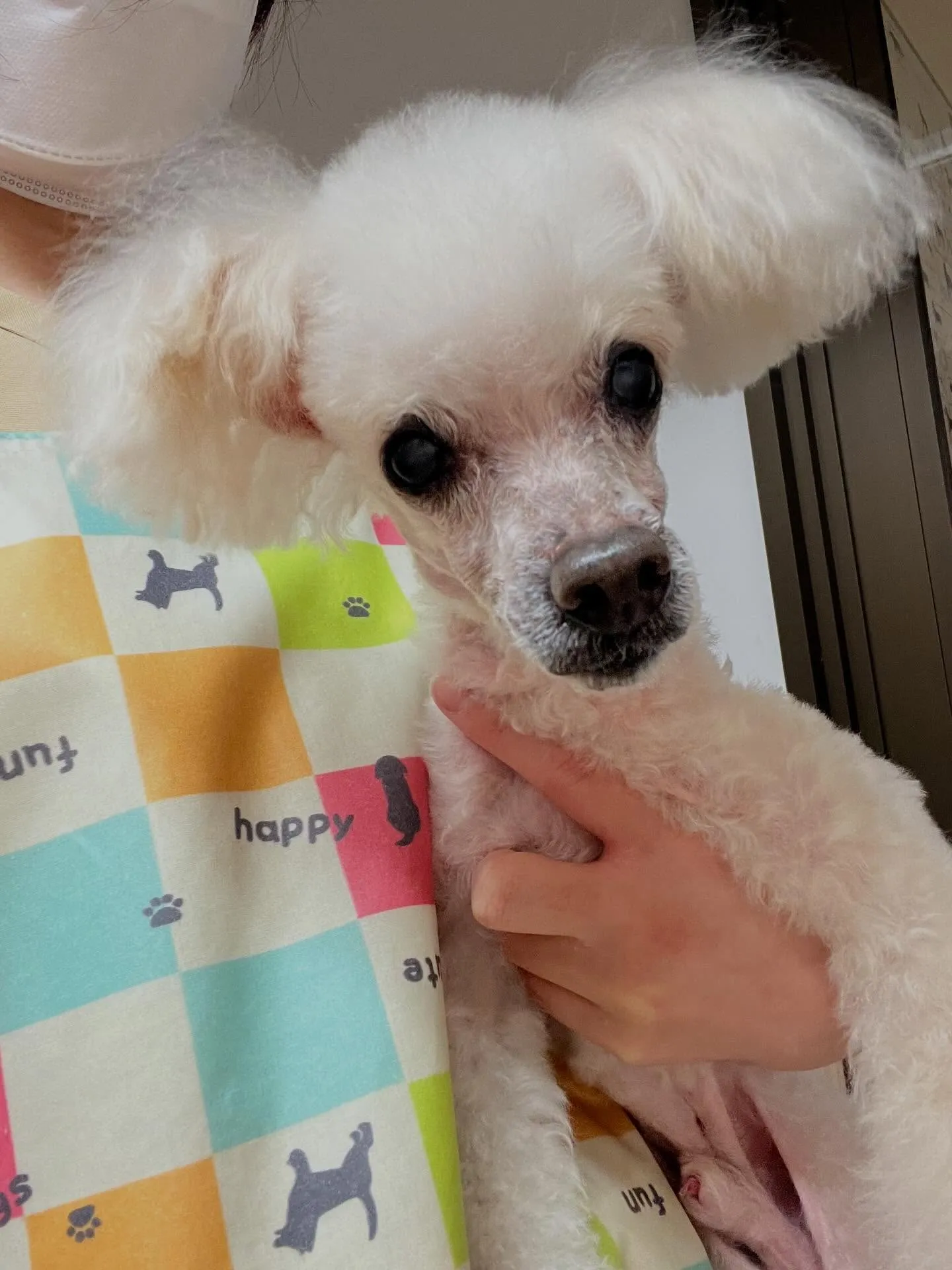 🍃4/4のトリミング🍃プードル🐶｜名東区・千種区・守山区の動...