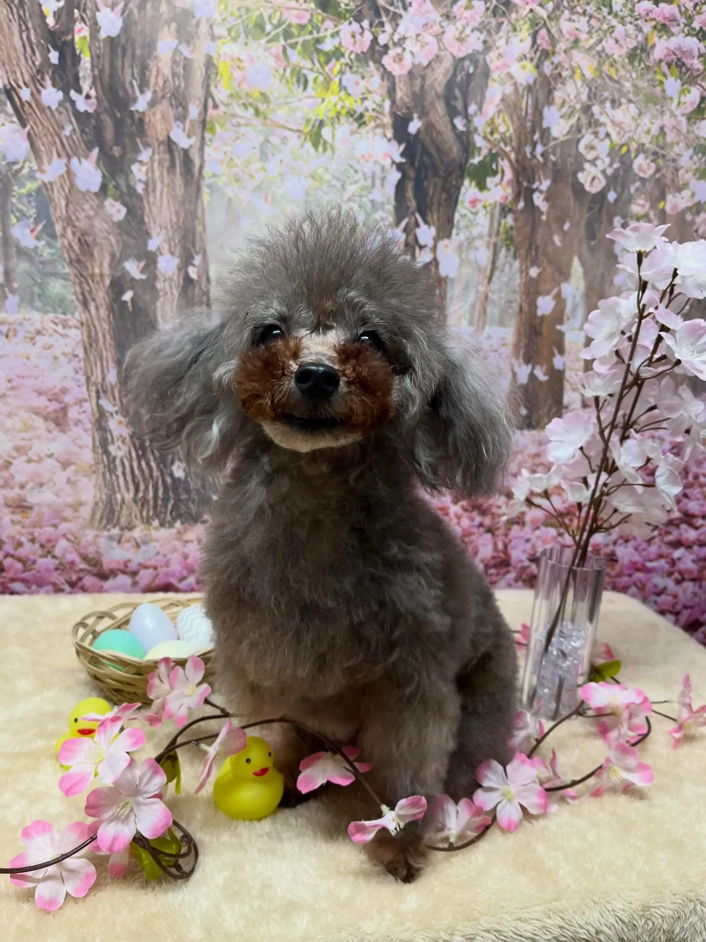 🍃4/4のトリミング🍃プードル🐶｜名東区・千種区・守山区の動...