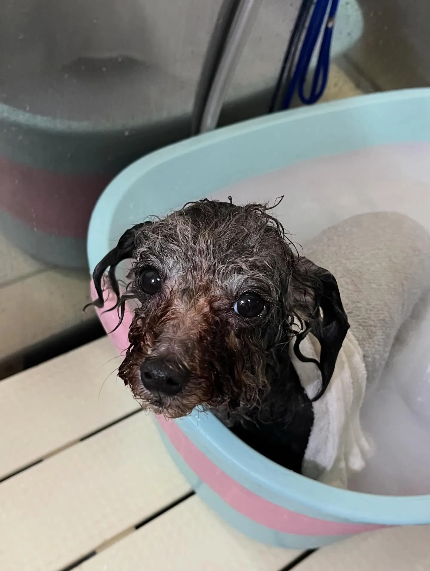 🍃4/4のトリミング🍃プードル🐶|名東区・千種区・守山区の動...