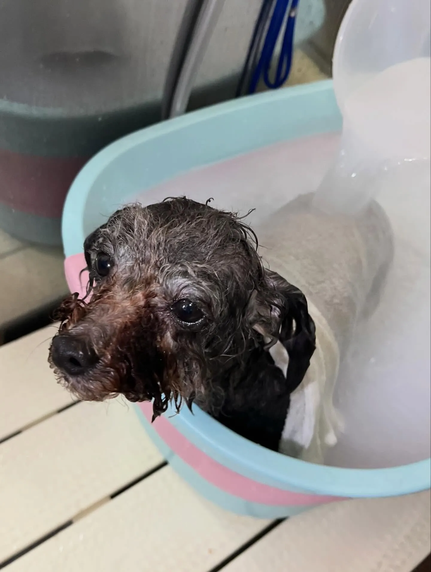 🍃4/4のトリミング🍃プードル🐶|名東区・千種区・守山区の動...