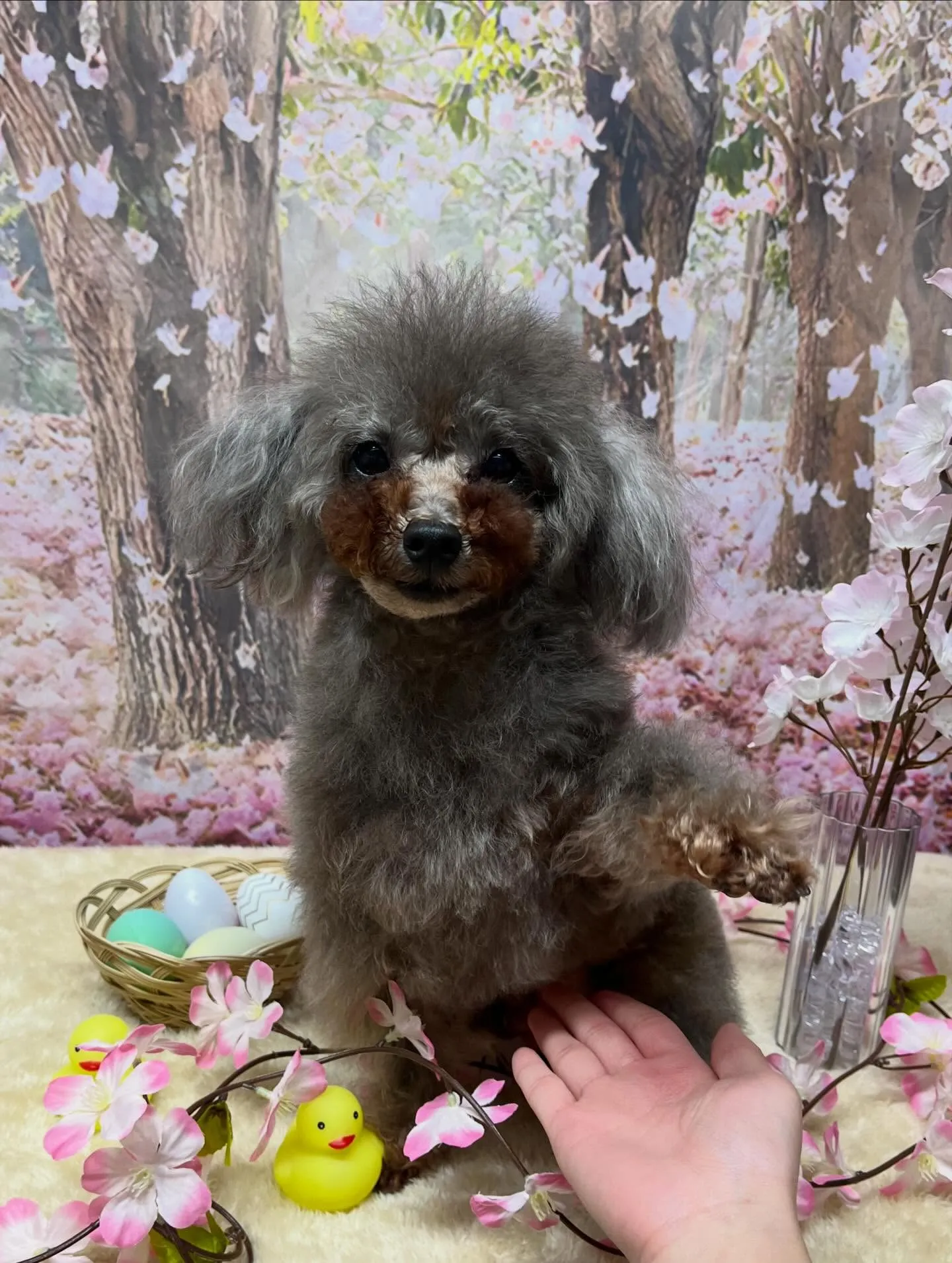 🍃4/4のトリミング🍃プードル🐶|名東区・千種区・守山区の動...