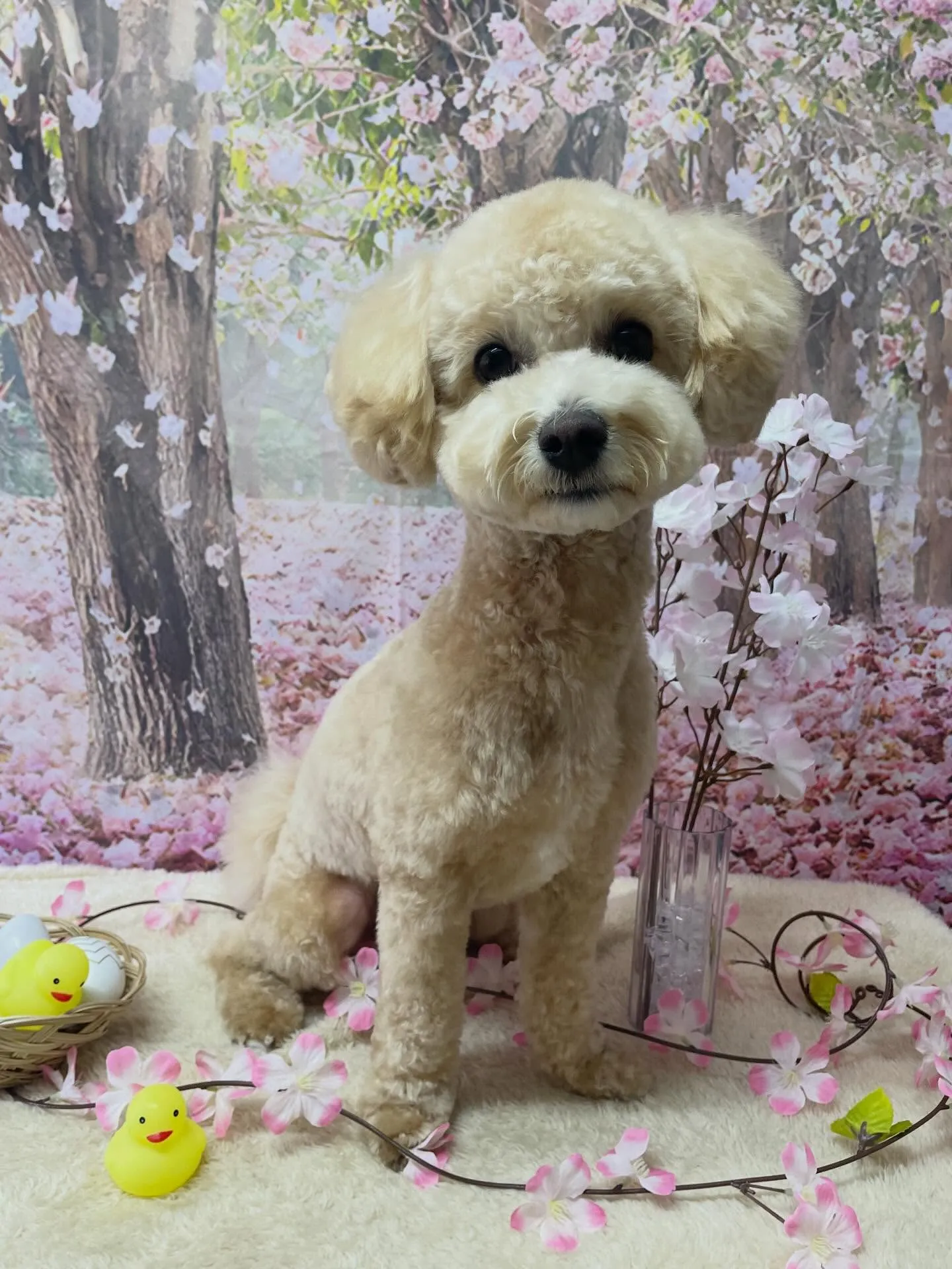 🍃4/5のトリミング🍃ミックス犬🐶｜名東区・千種区・守山区の...